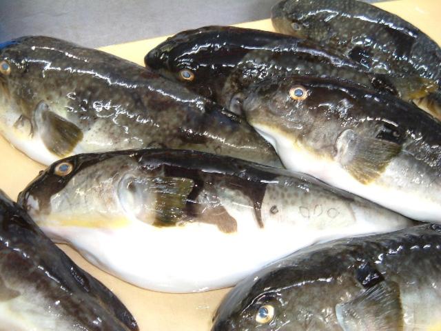 Nanauraso