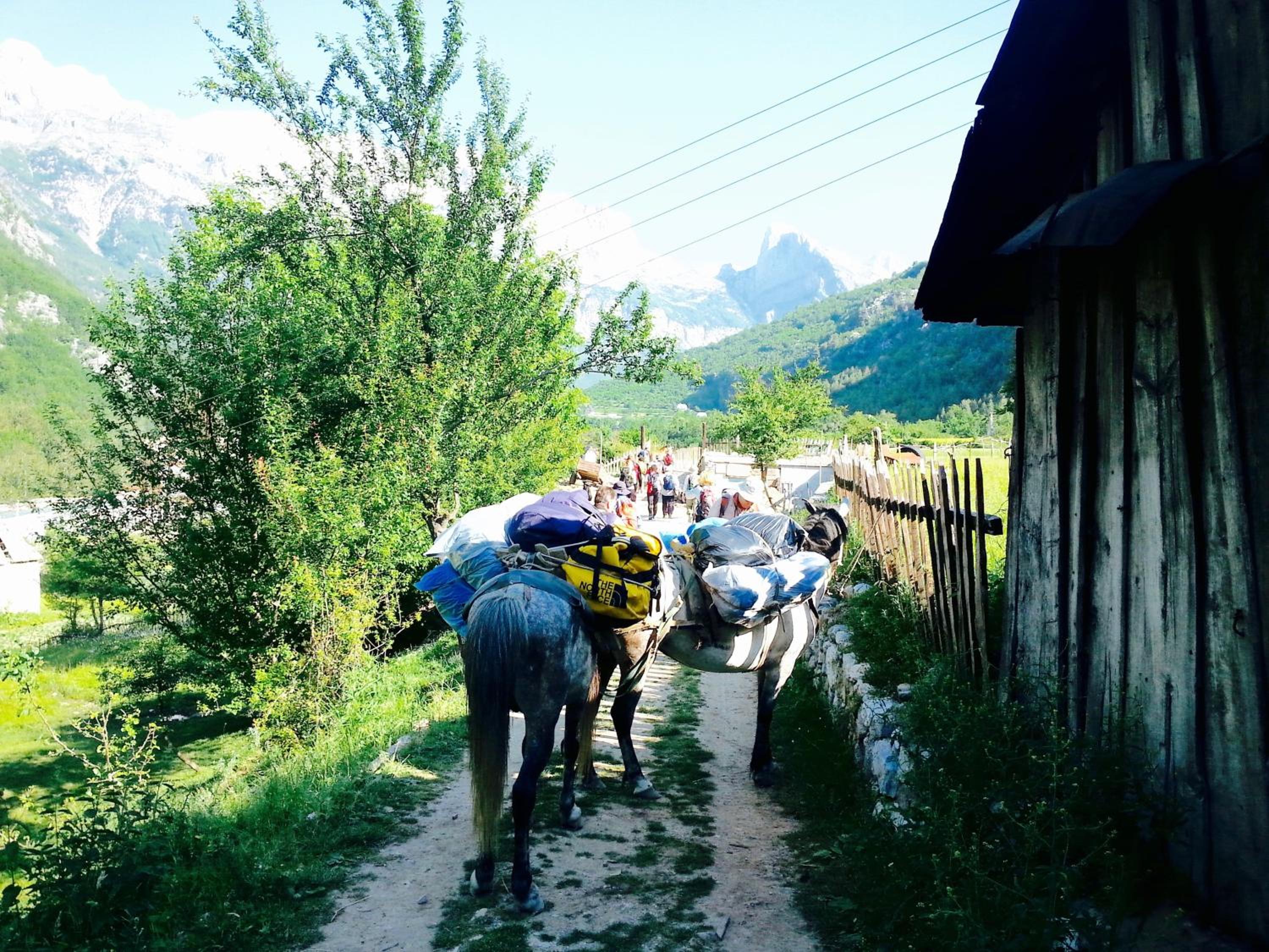 Bujtina Polia