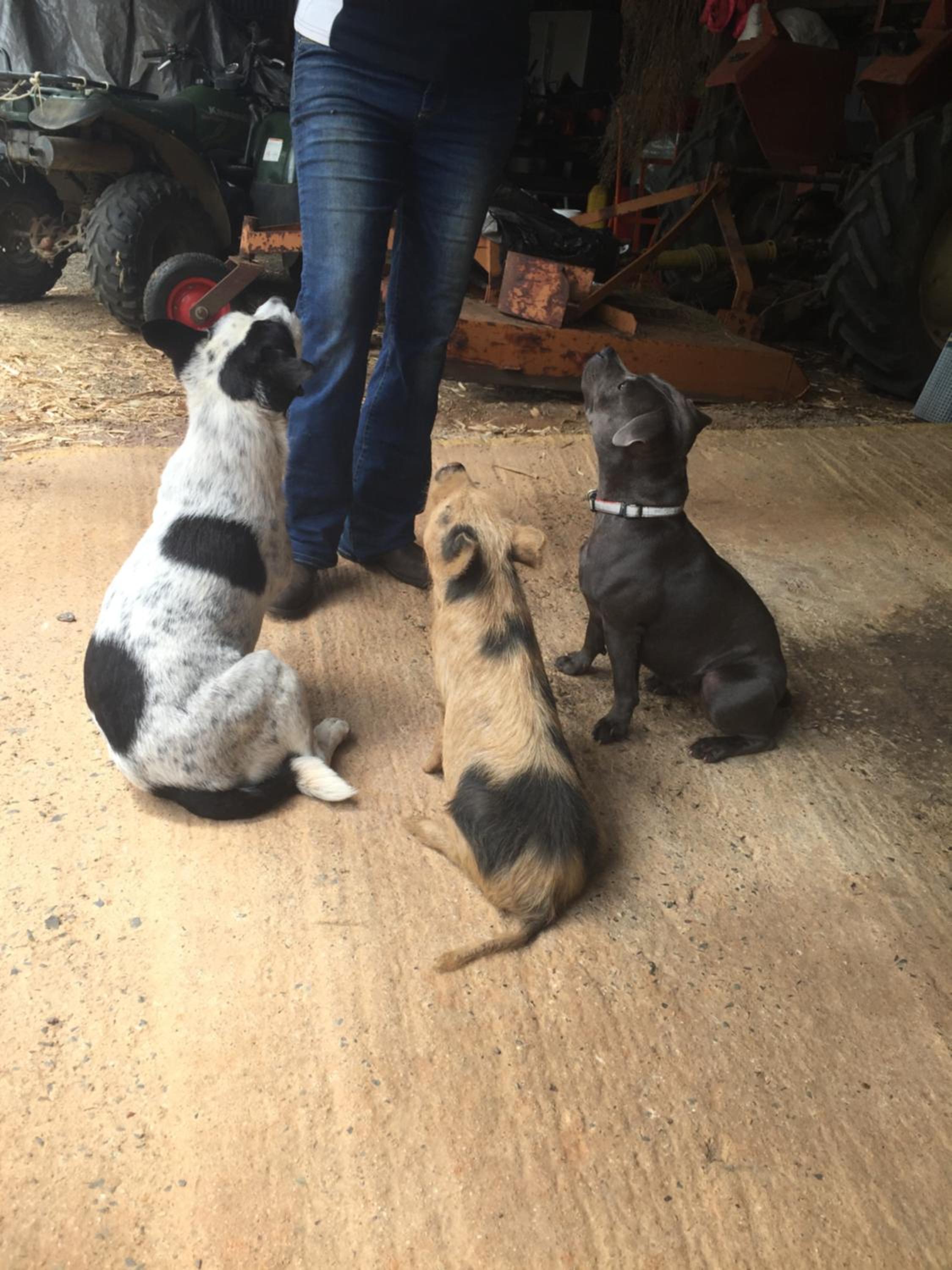 Blackwattle Farm