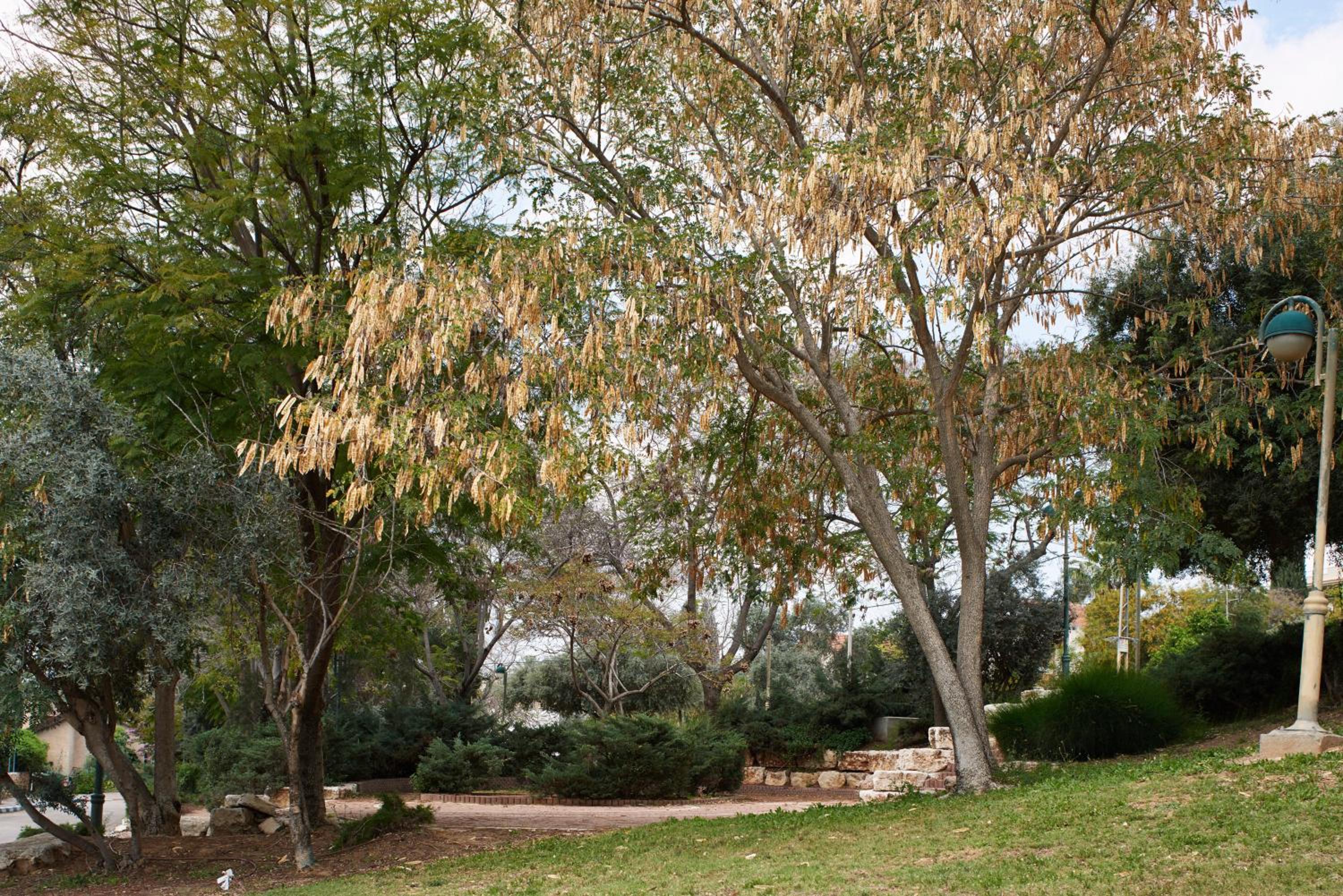 Like Home Gedera