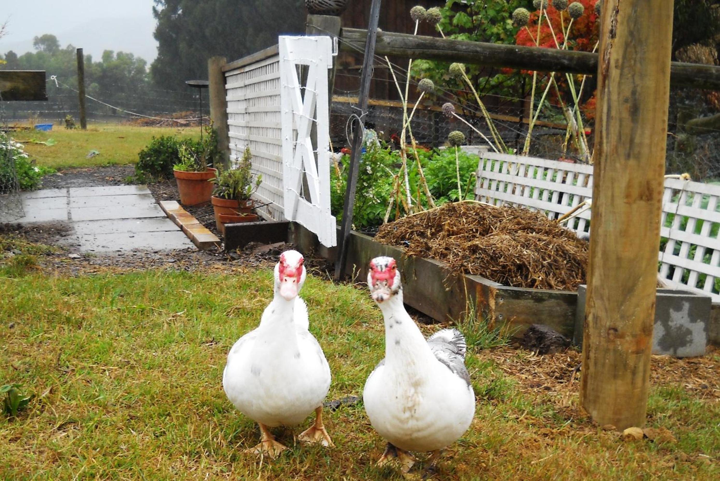 Johanna River Farm & Cottages
