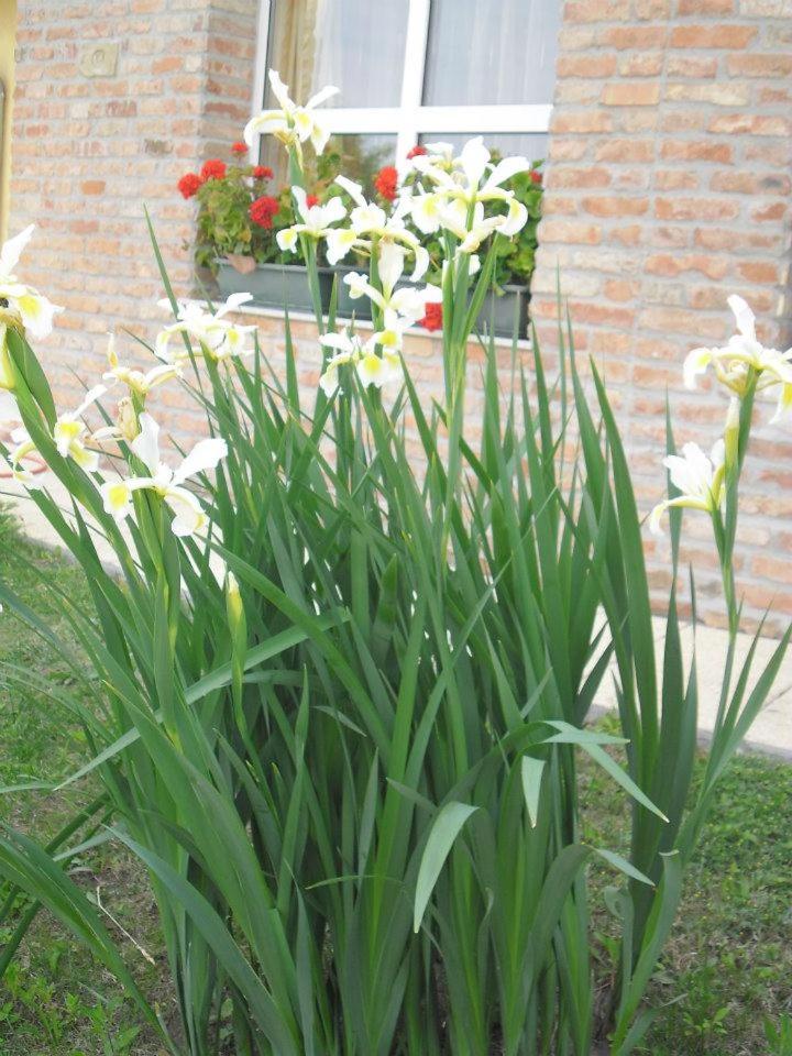 Photo 49