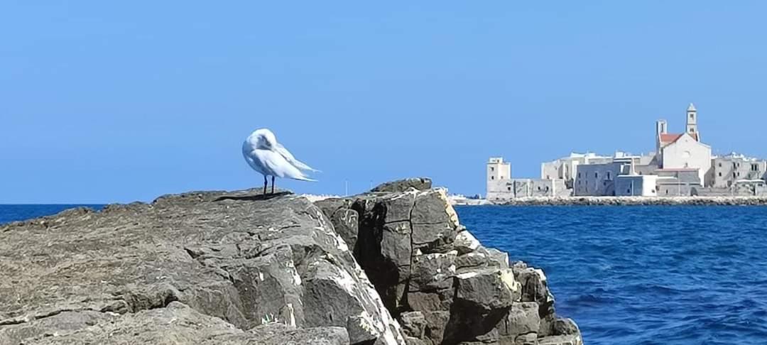 Romaseven