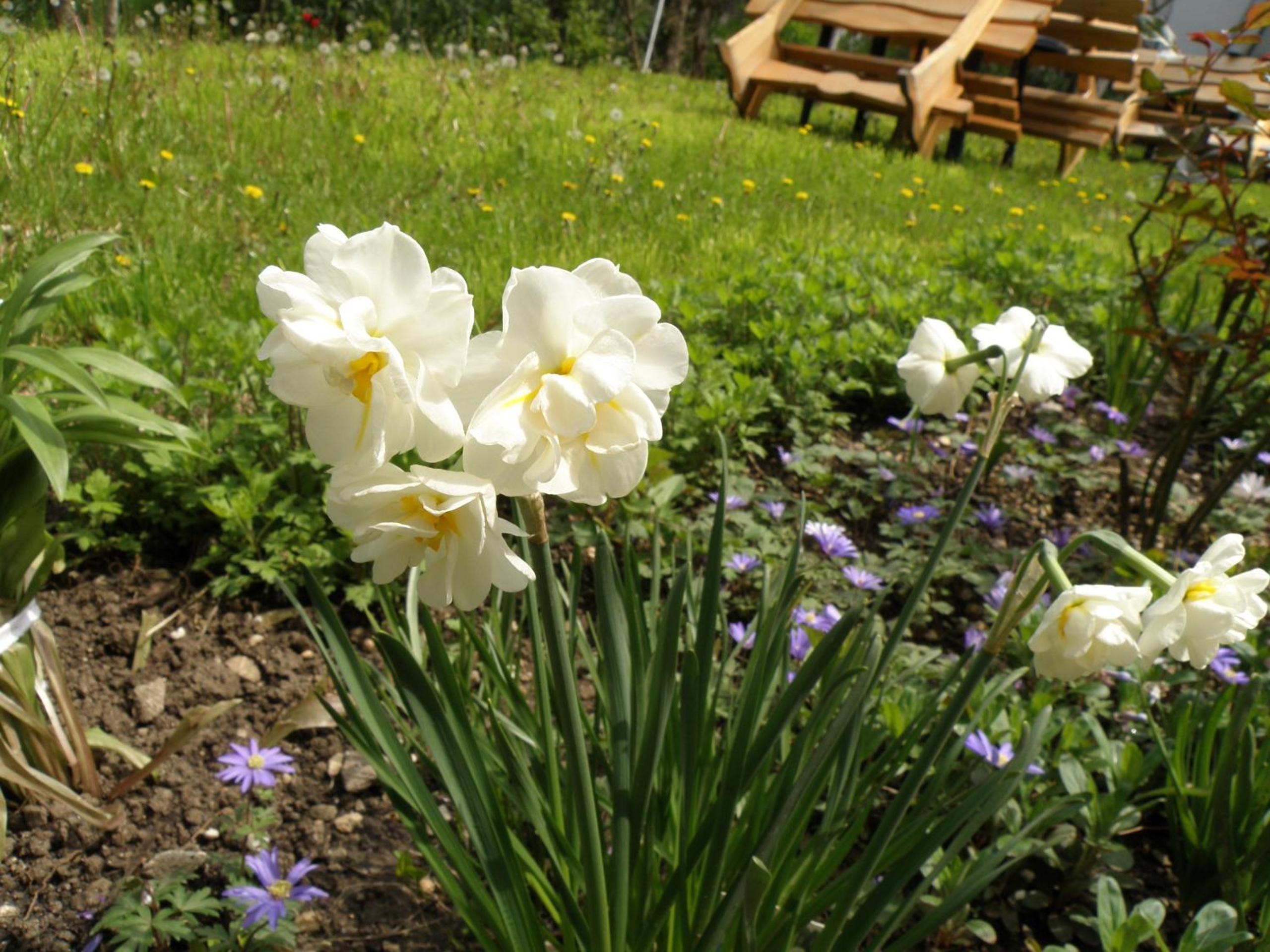 Photo 43