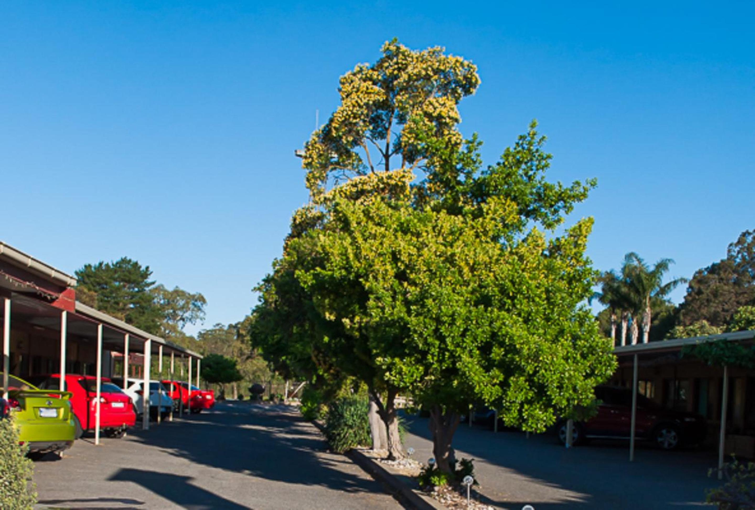 Angaston Vineyards Motel