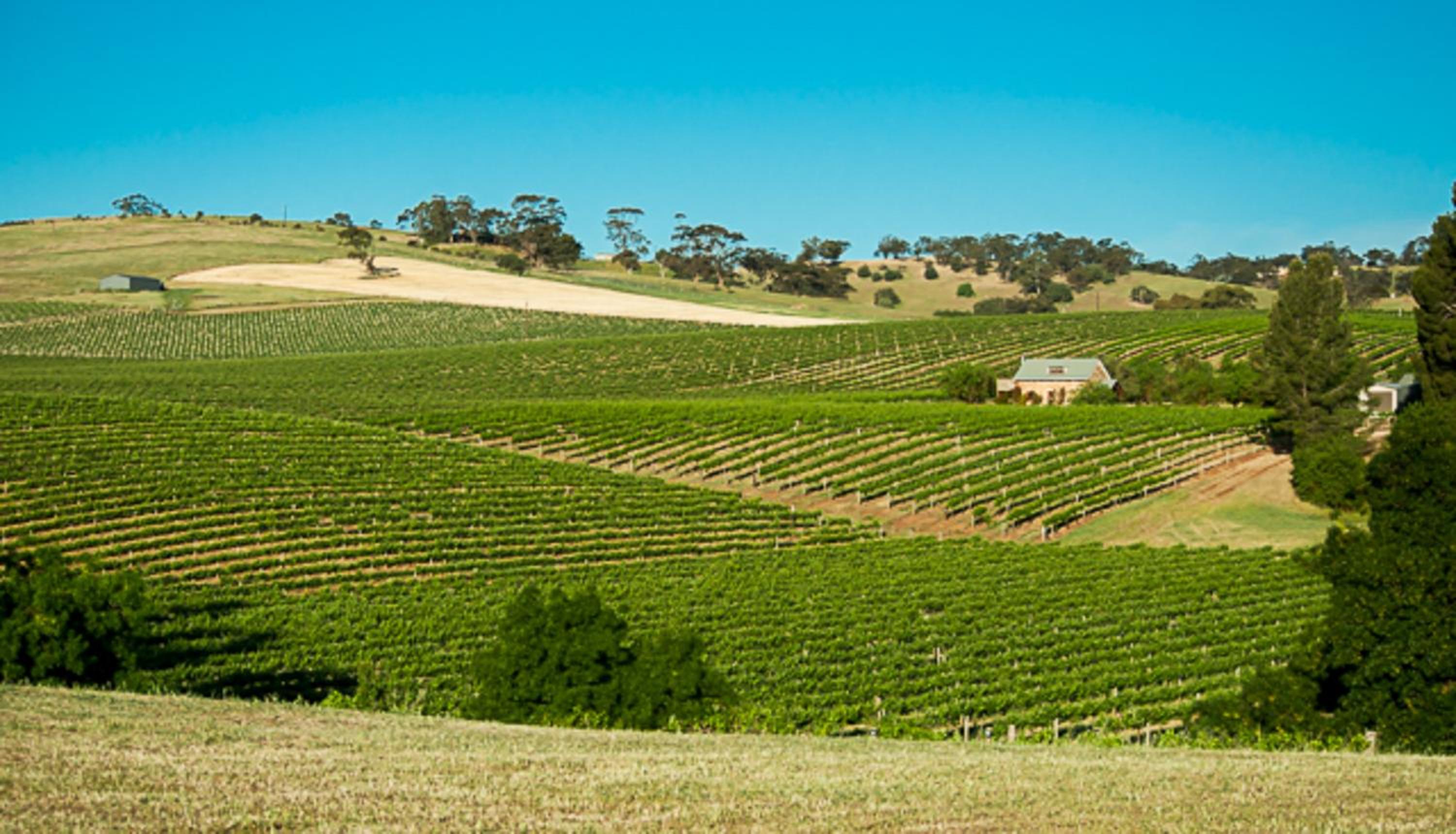 Angaston Vineyards Motel