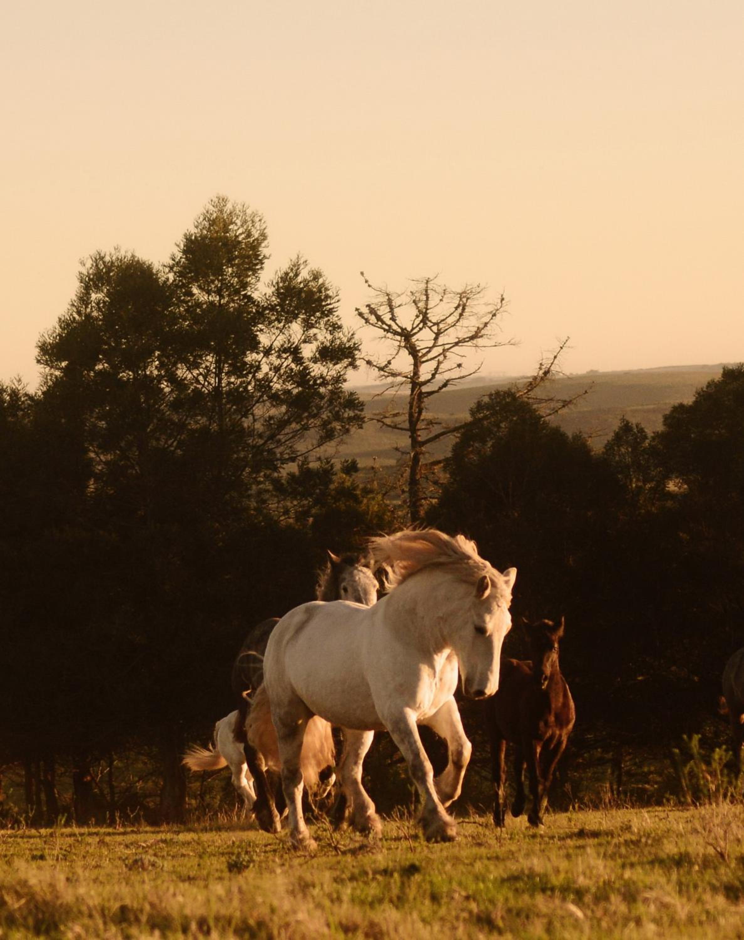 Outeniqua Moon Percheron Stud Farm