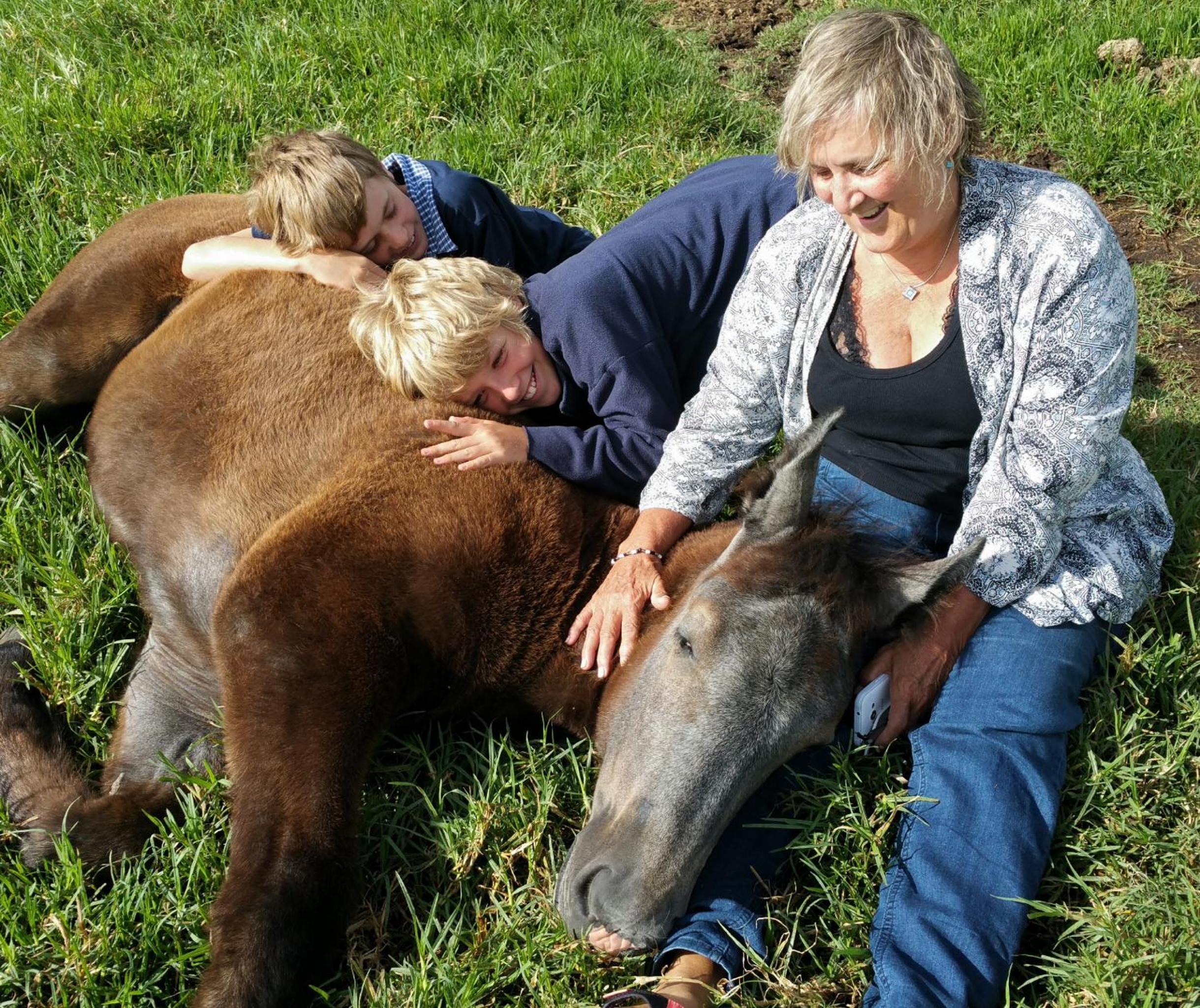 Outeniqua Moon Percheron Stud Farm