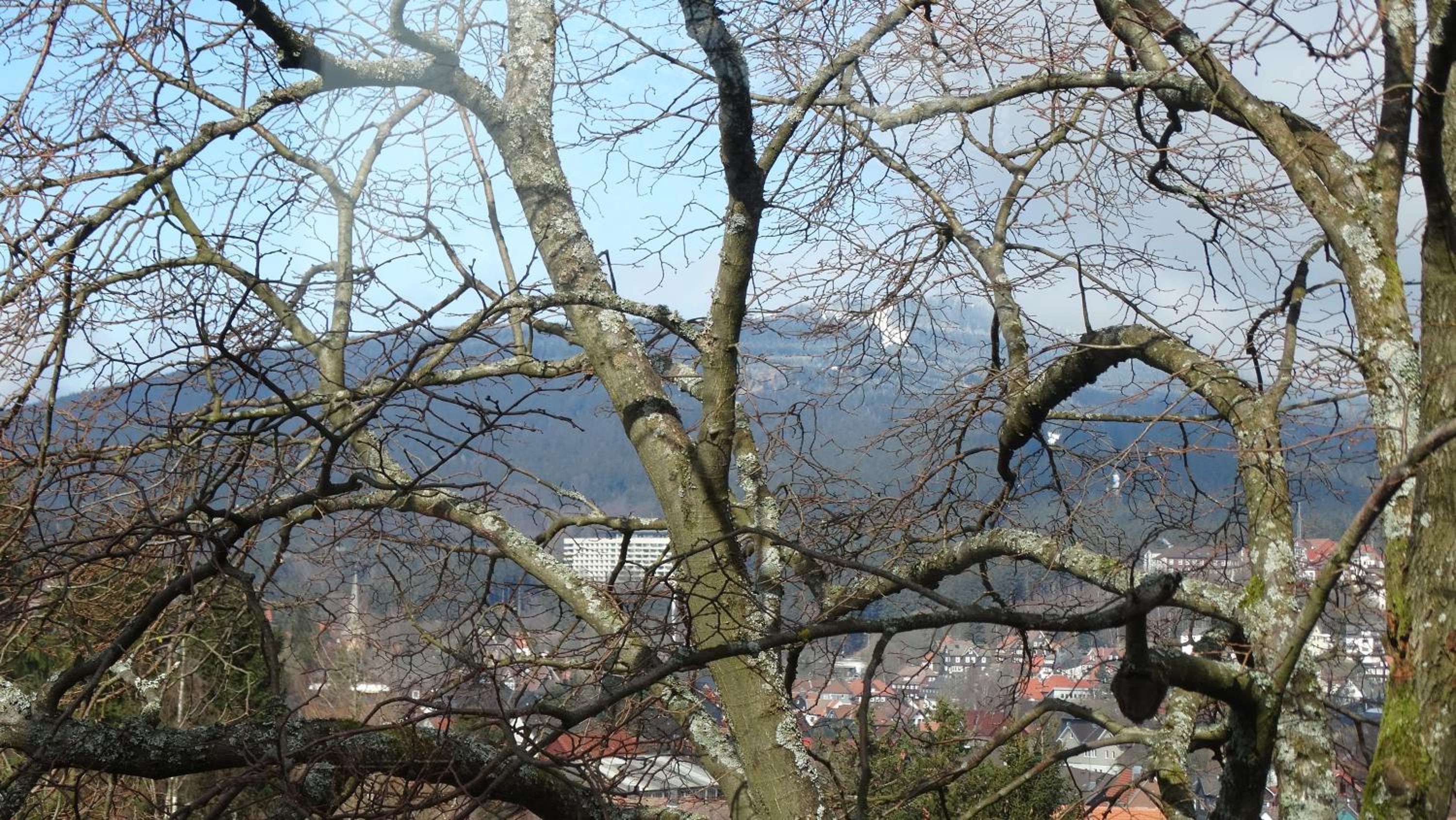 Bergziege
