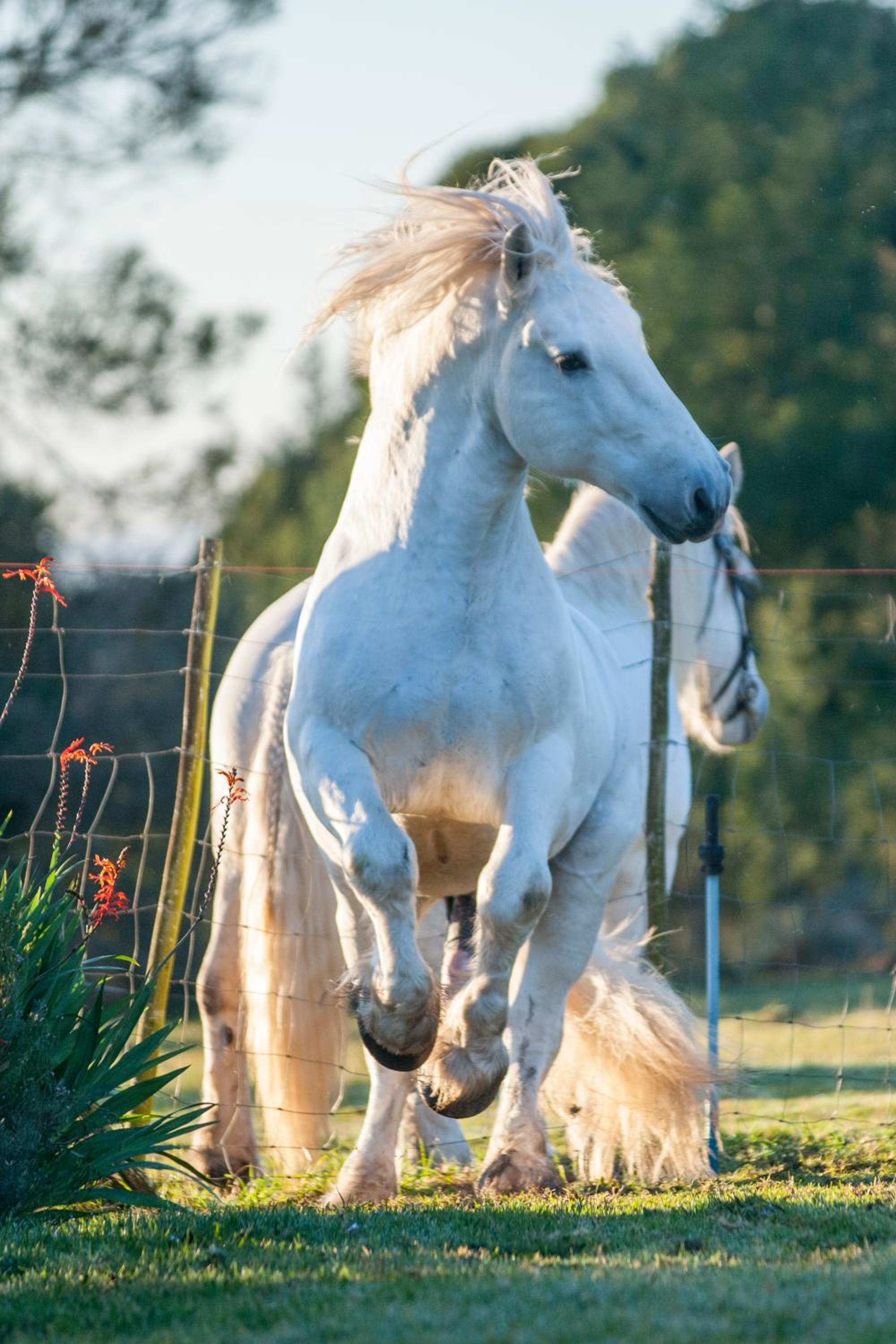 Outeniqua Moon Percheron Stud Farm