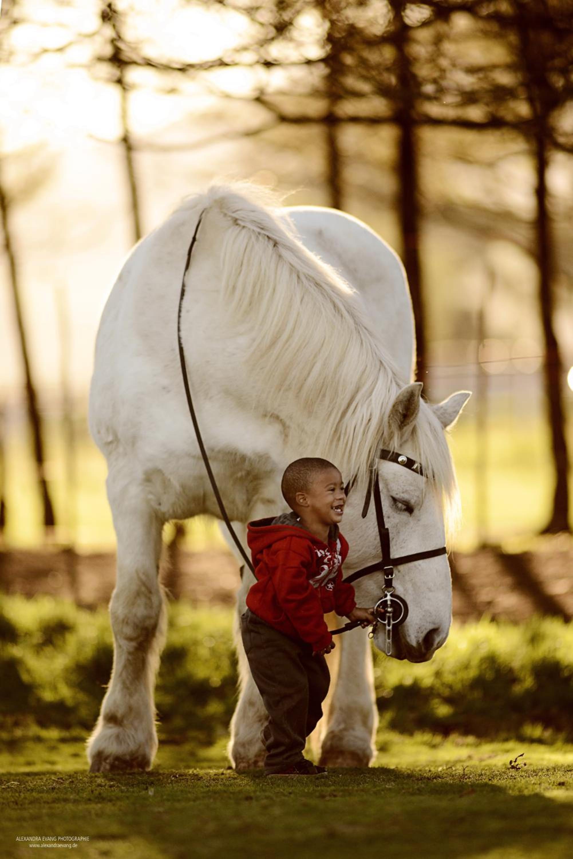 Outeniqua Moon Percheron Stud Farm