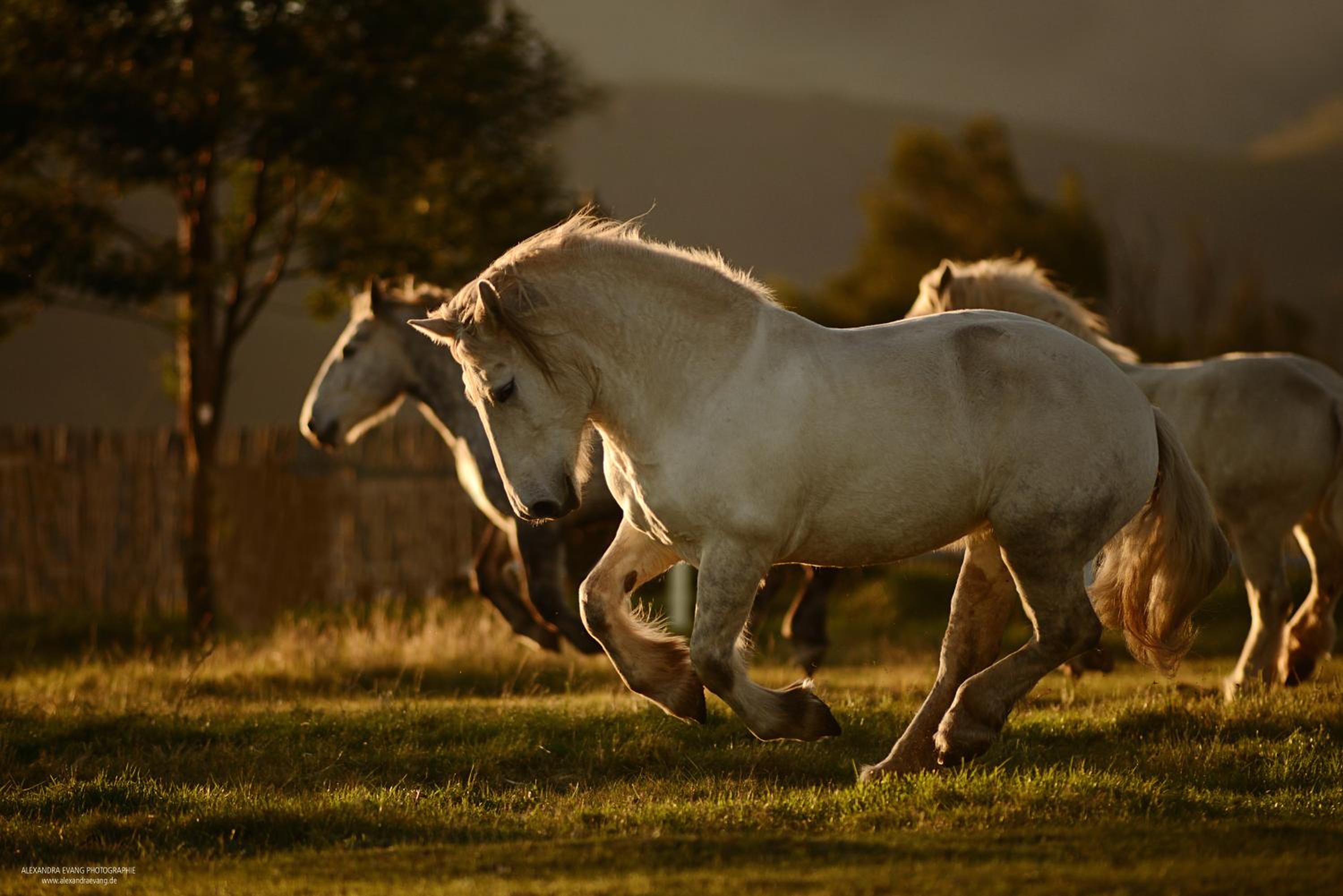 Outeniqua Moon Percheron Stud Farm