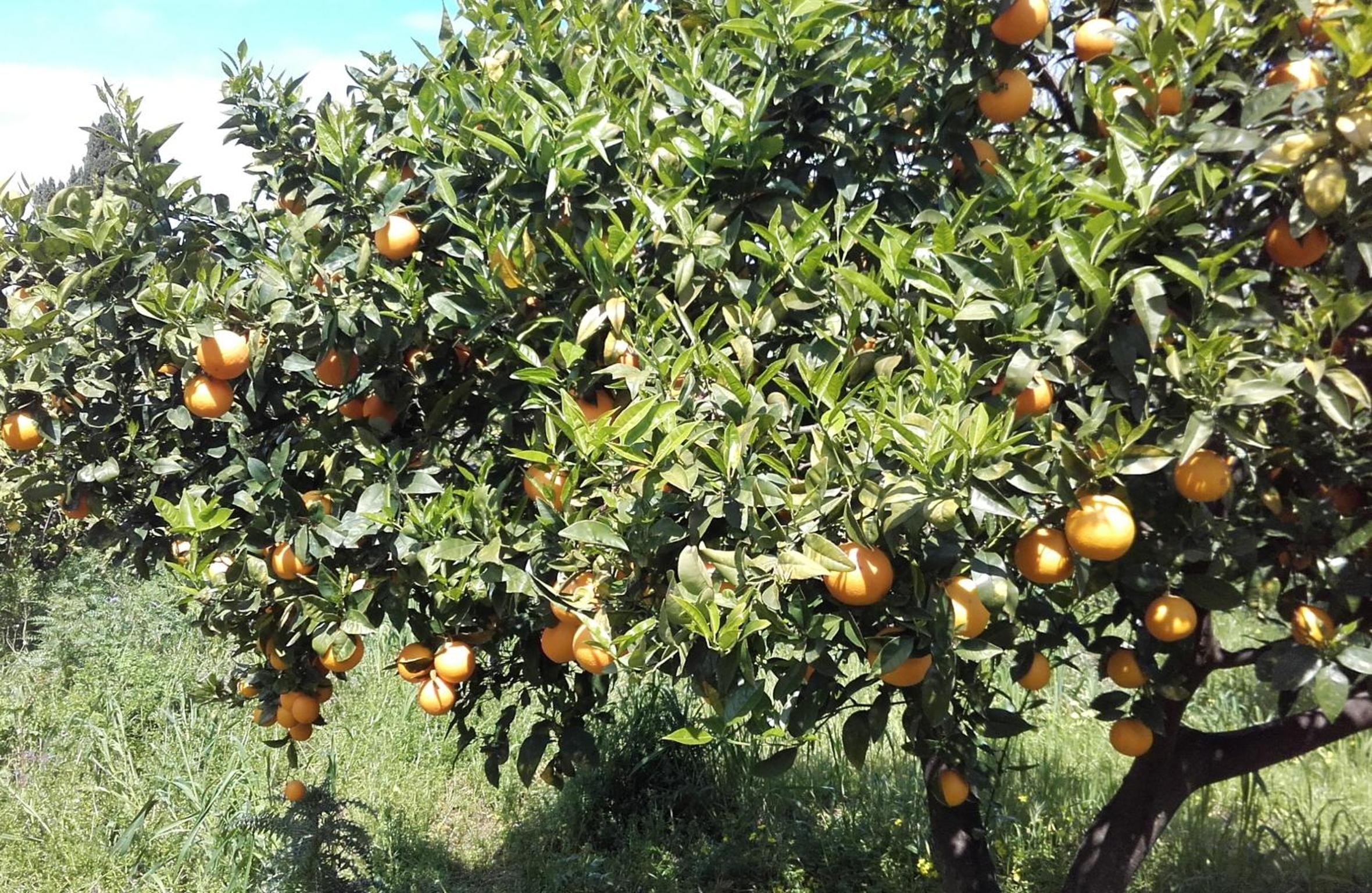 B&B Il Giardino di Zefiro