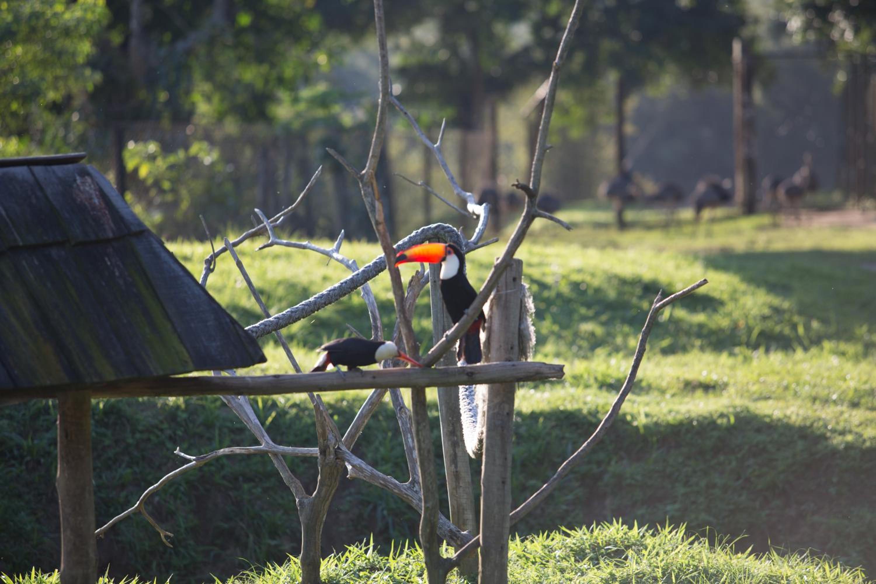 Hotel Portobello Resort & Safari