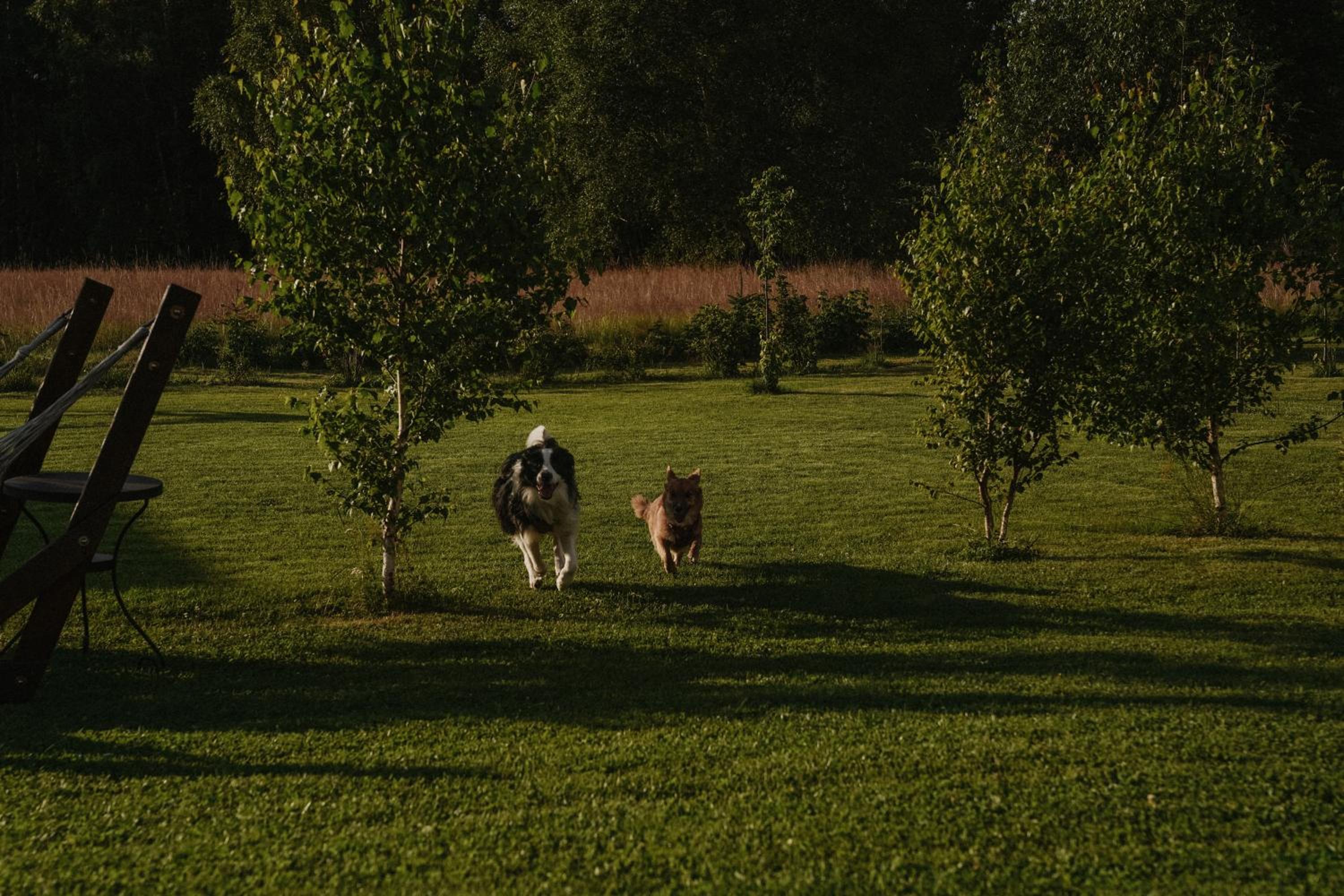 Polna Mięta