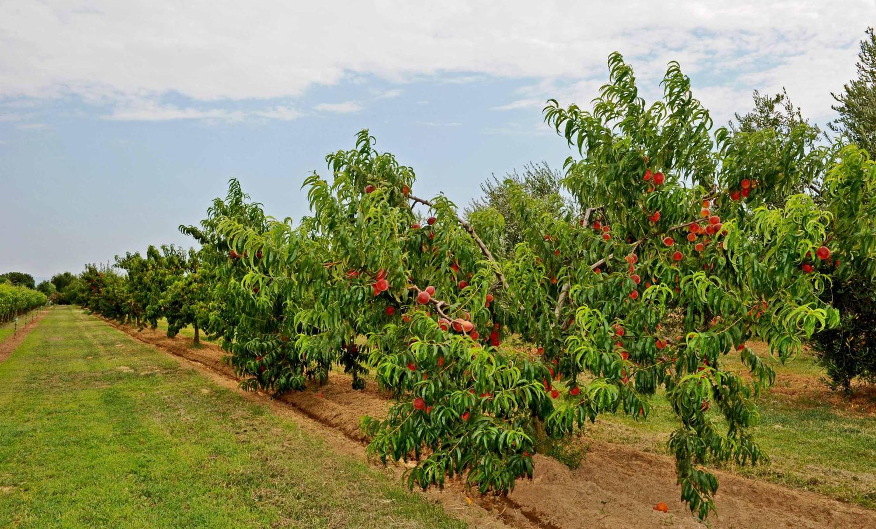Agriturismo Bocci