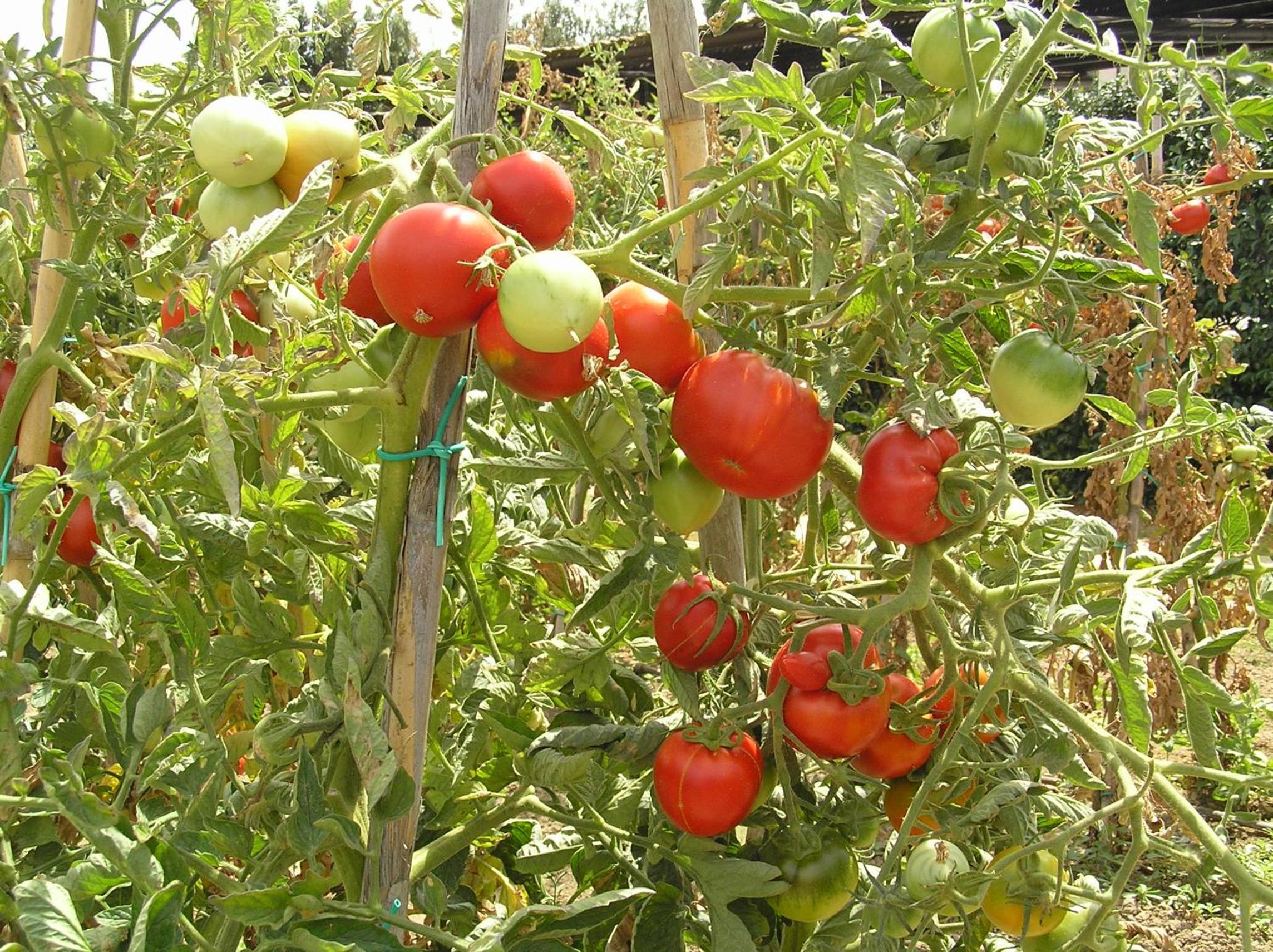 Agriturismo Bocci