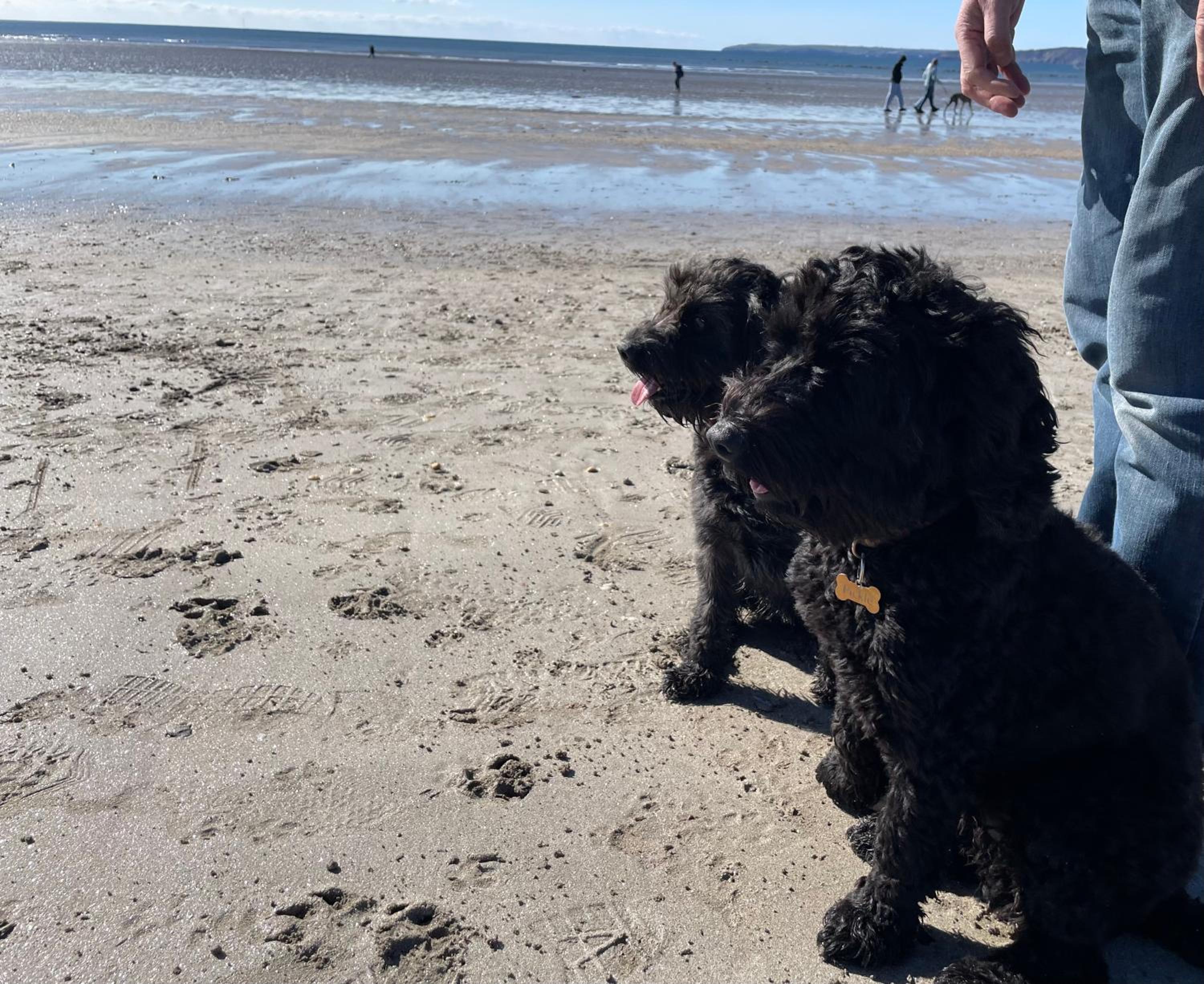 Golden Dunes Retreat, Dog-Friendly Stay at Par Sands Holiday Park, Cornwall