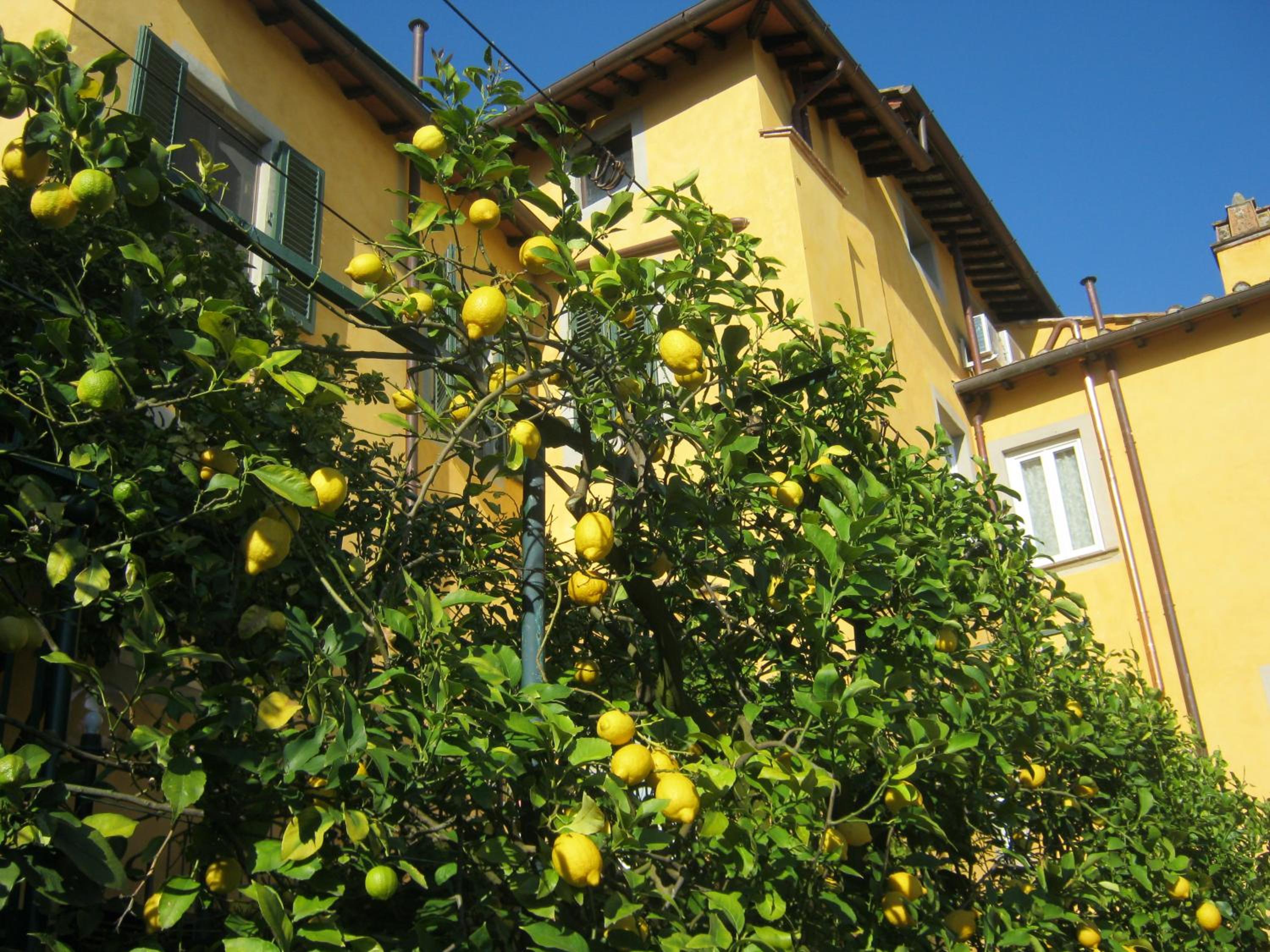 Holiday Home Il Borgo Degli Agrumi, photo 98