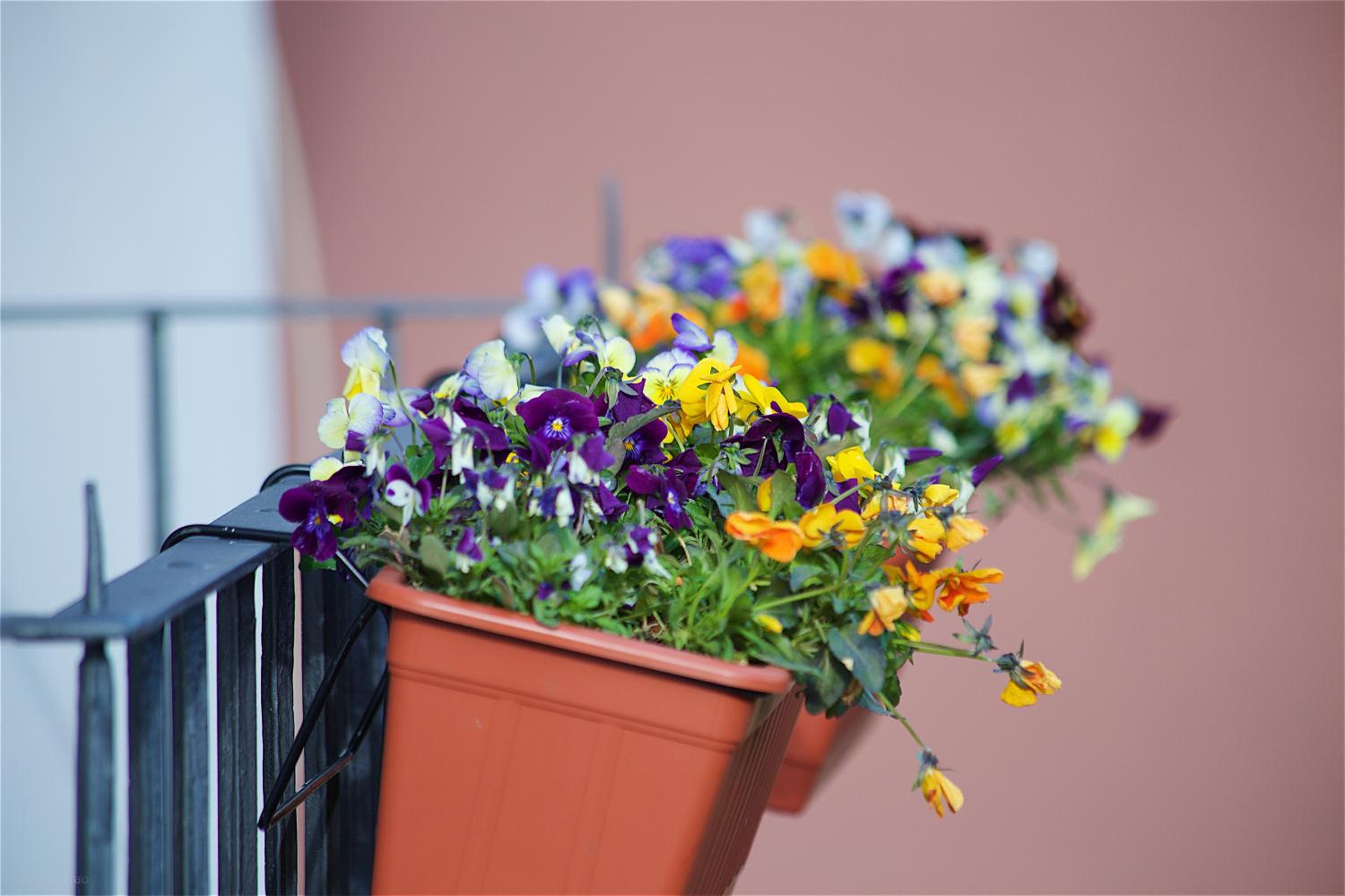 Il Giardino Segreto