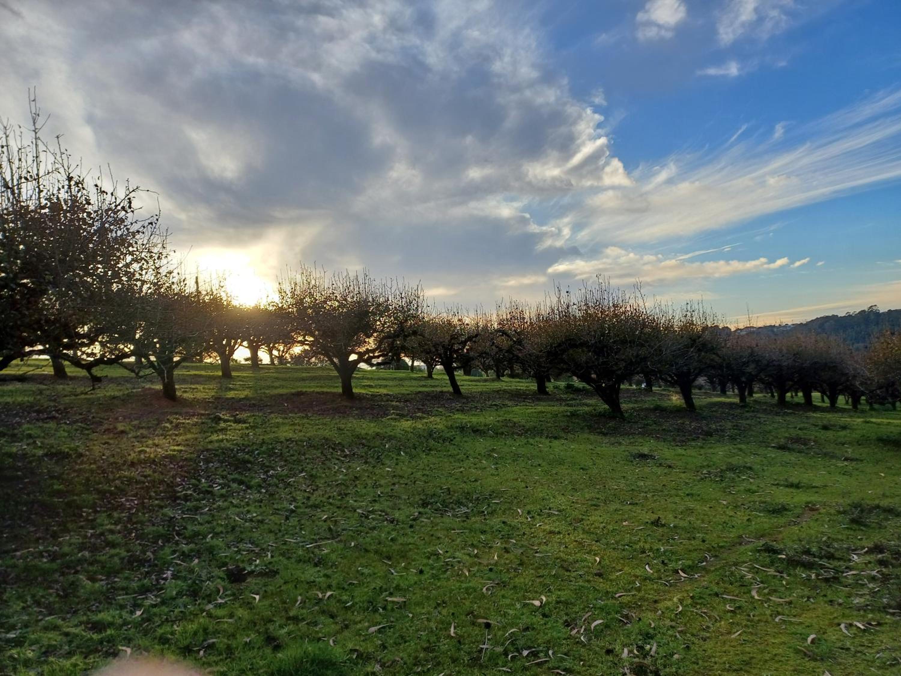 Quinta da pêra rocha