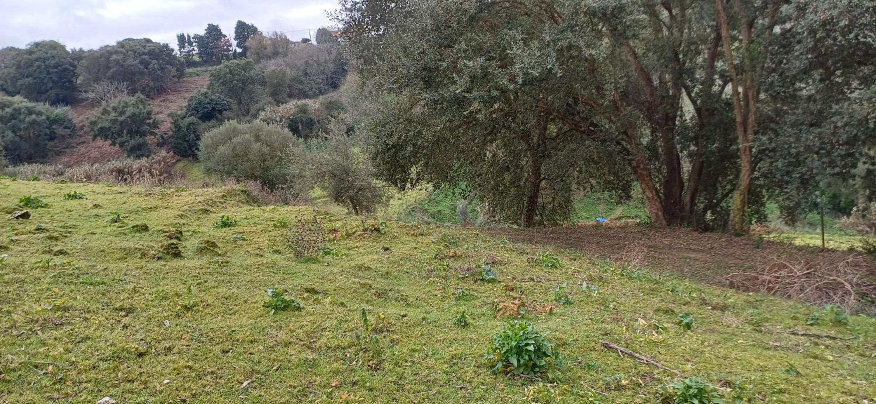 Quinta da pêra rocha