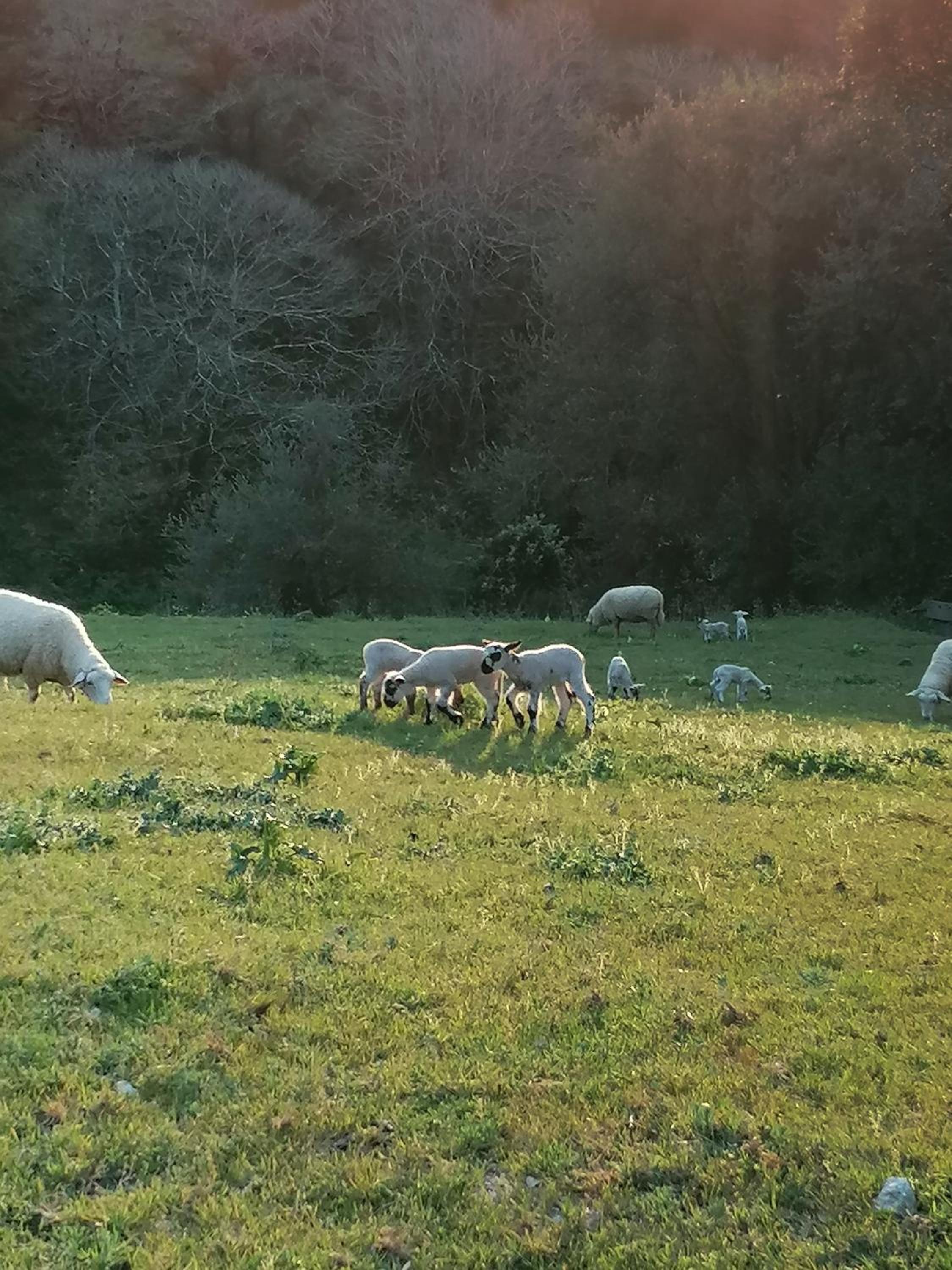 Quinta da pêra rocha