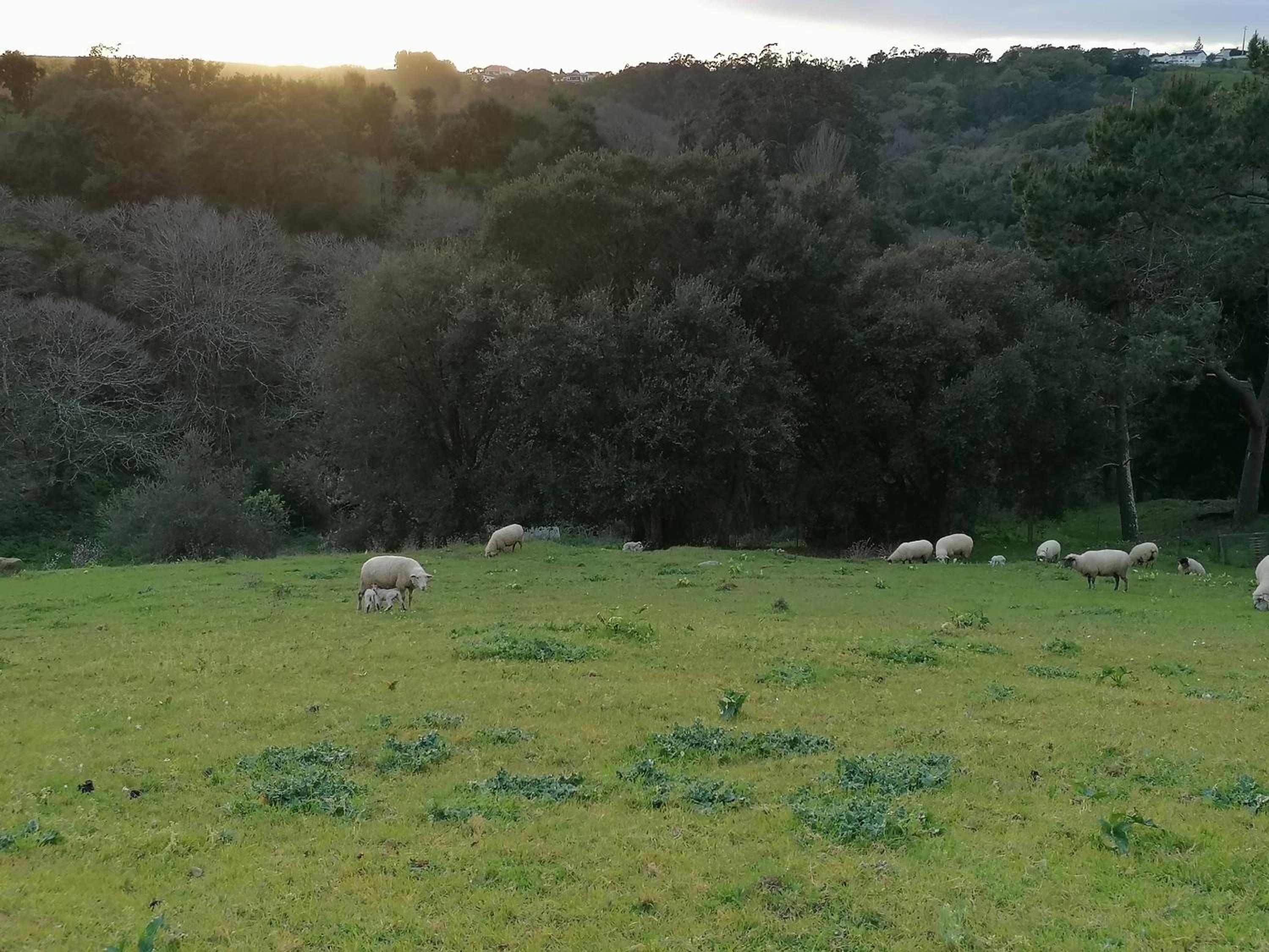 Quinta da pêra rocha