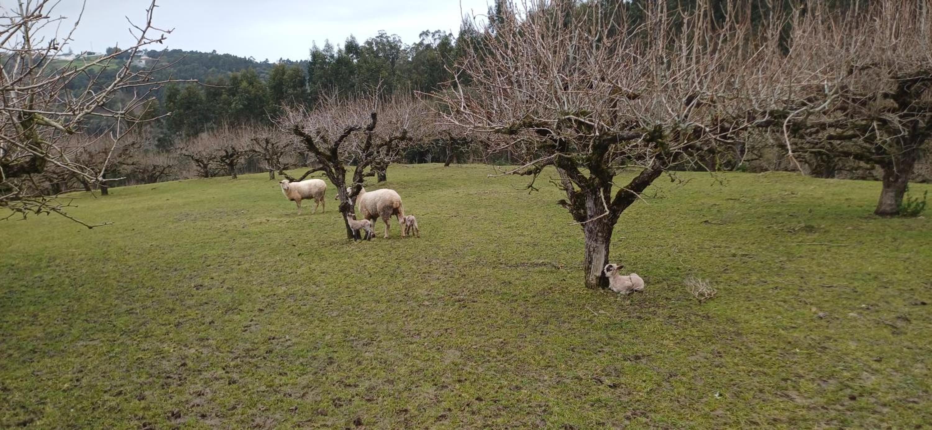 Quinta da pêra rocha