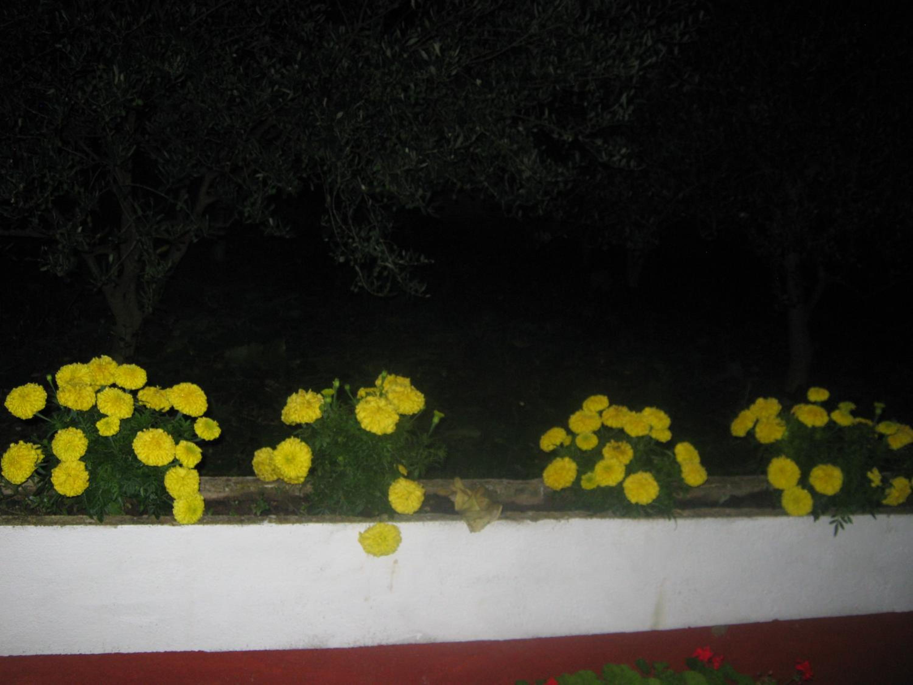 Photo 44