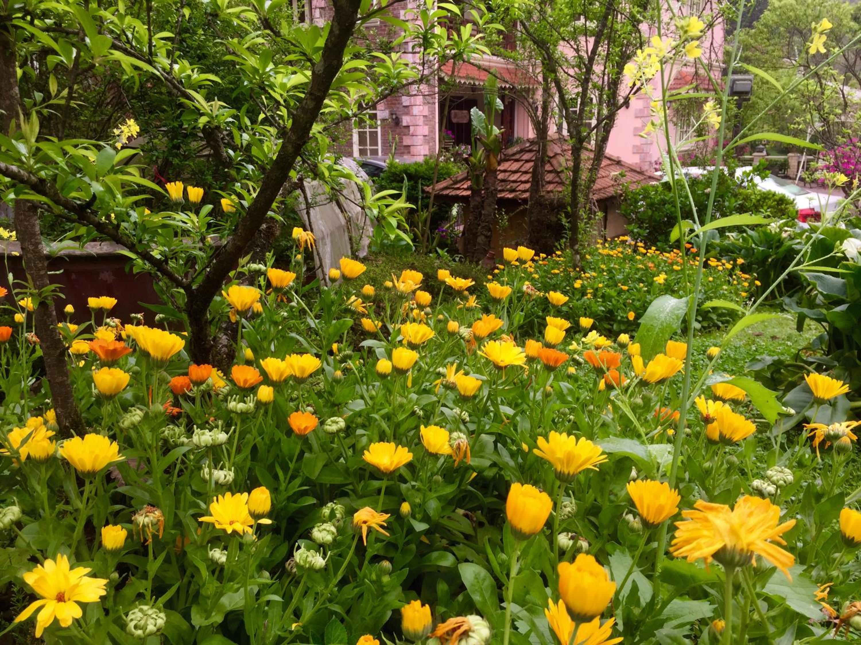 Sapa Garden Bed and Breakfast