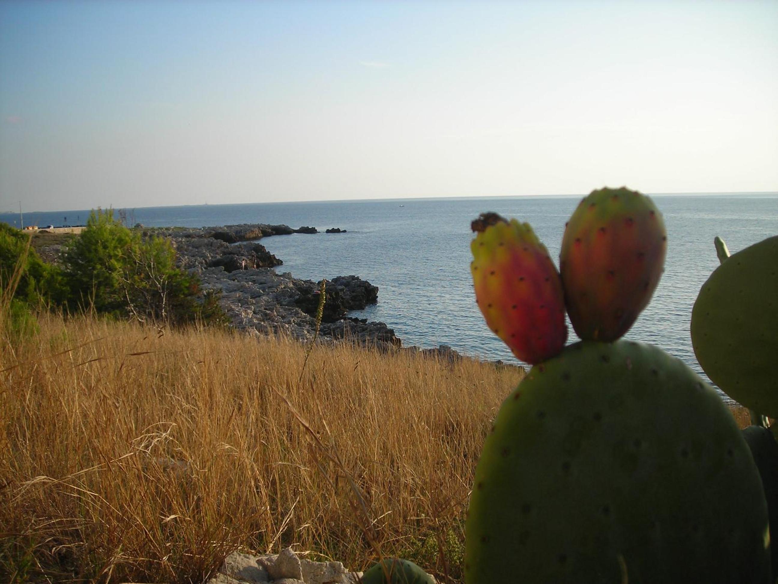 Photo 45