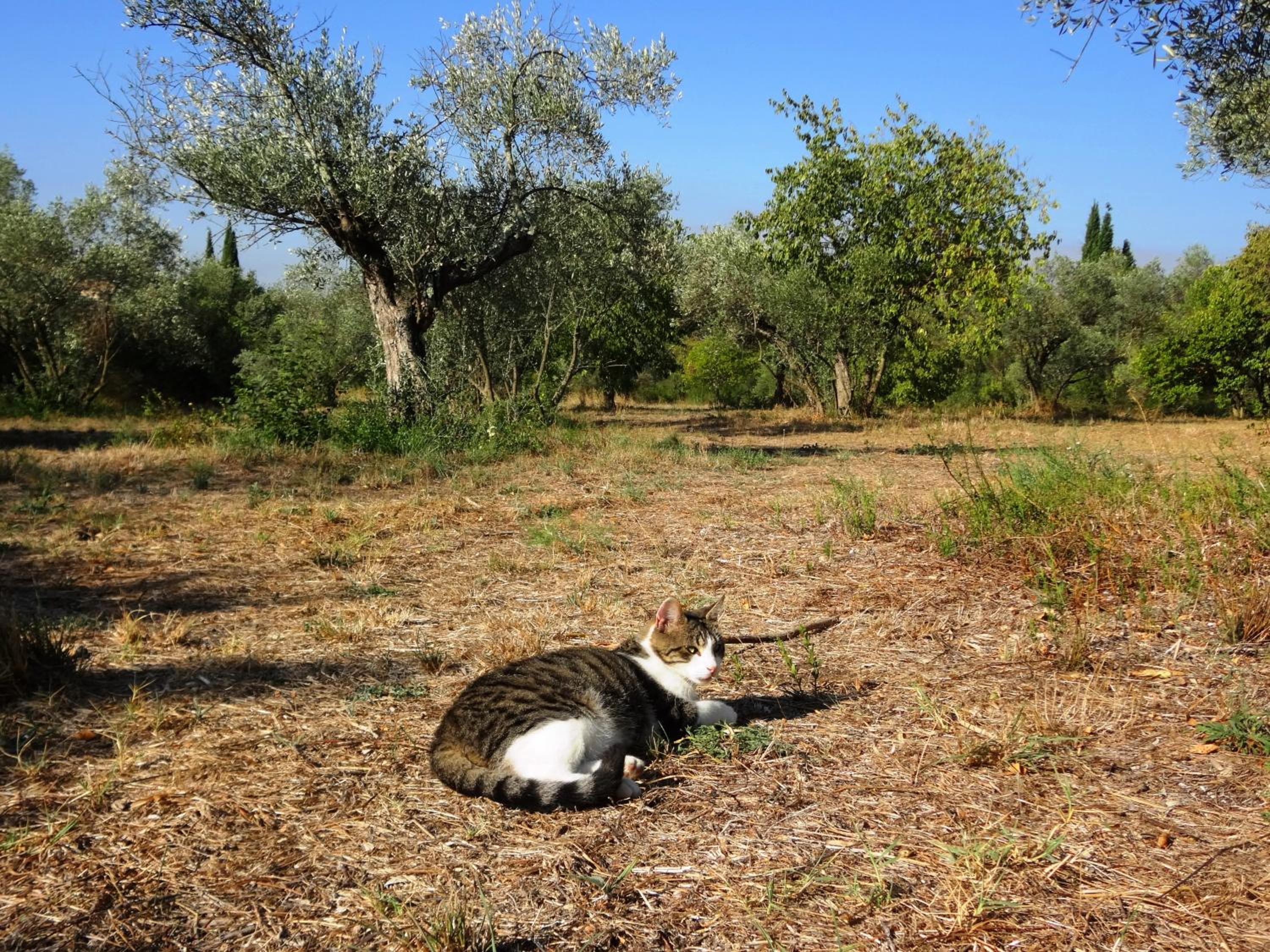 Photo 49
