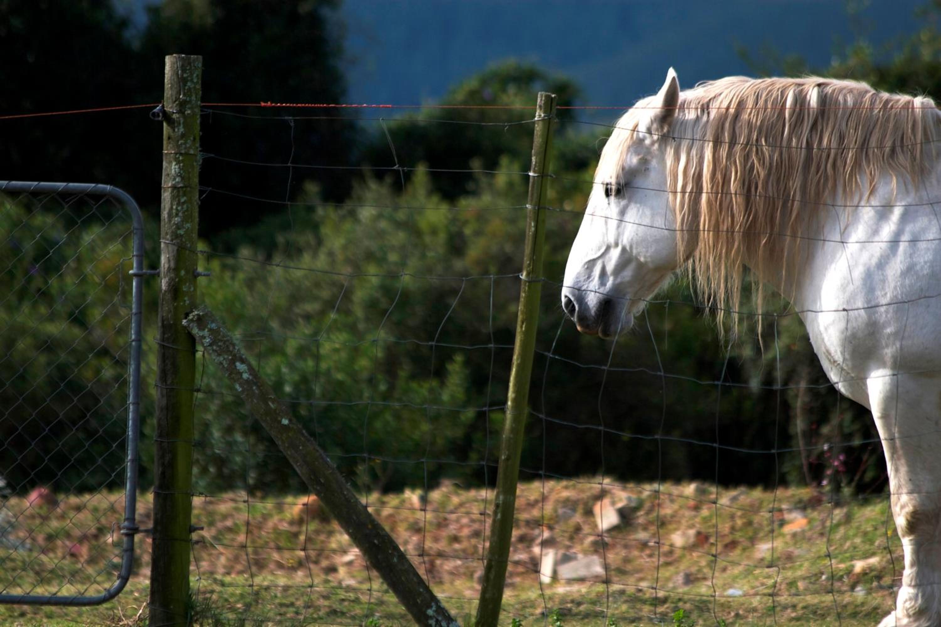 Outeniqua Moon Percheron Stud Farm
