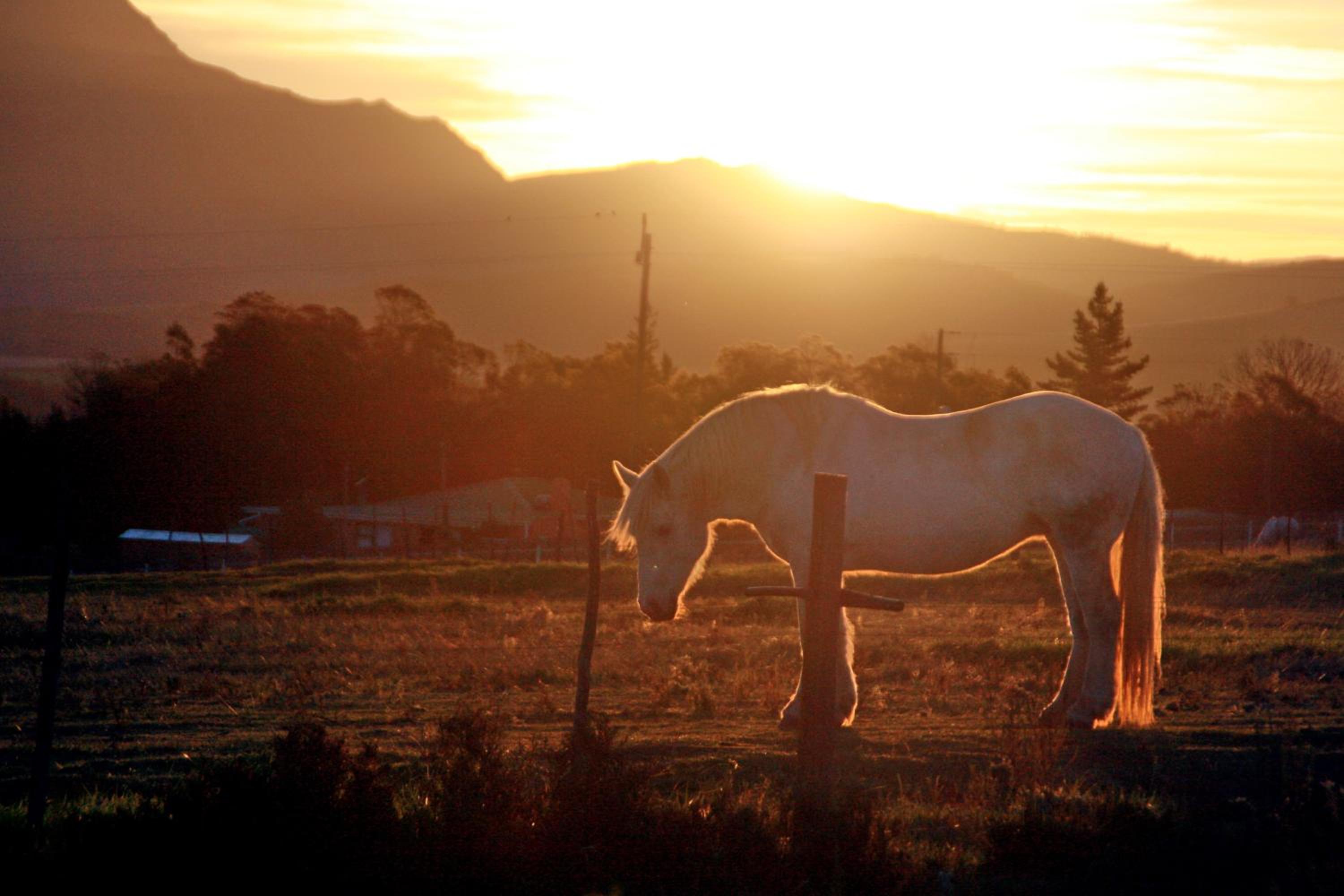 Outeniqua Moon Percheron Stud Farm