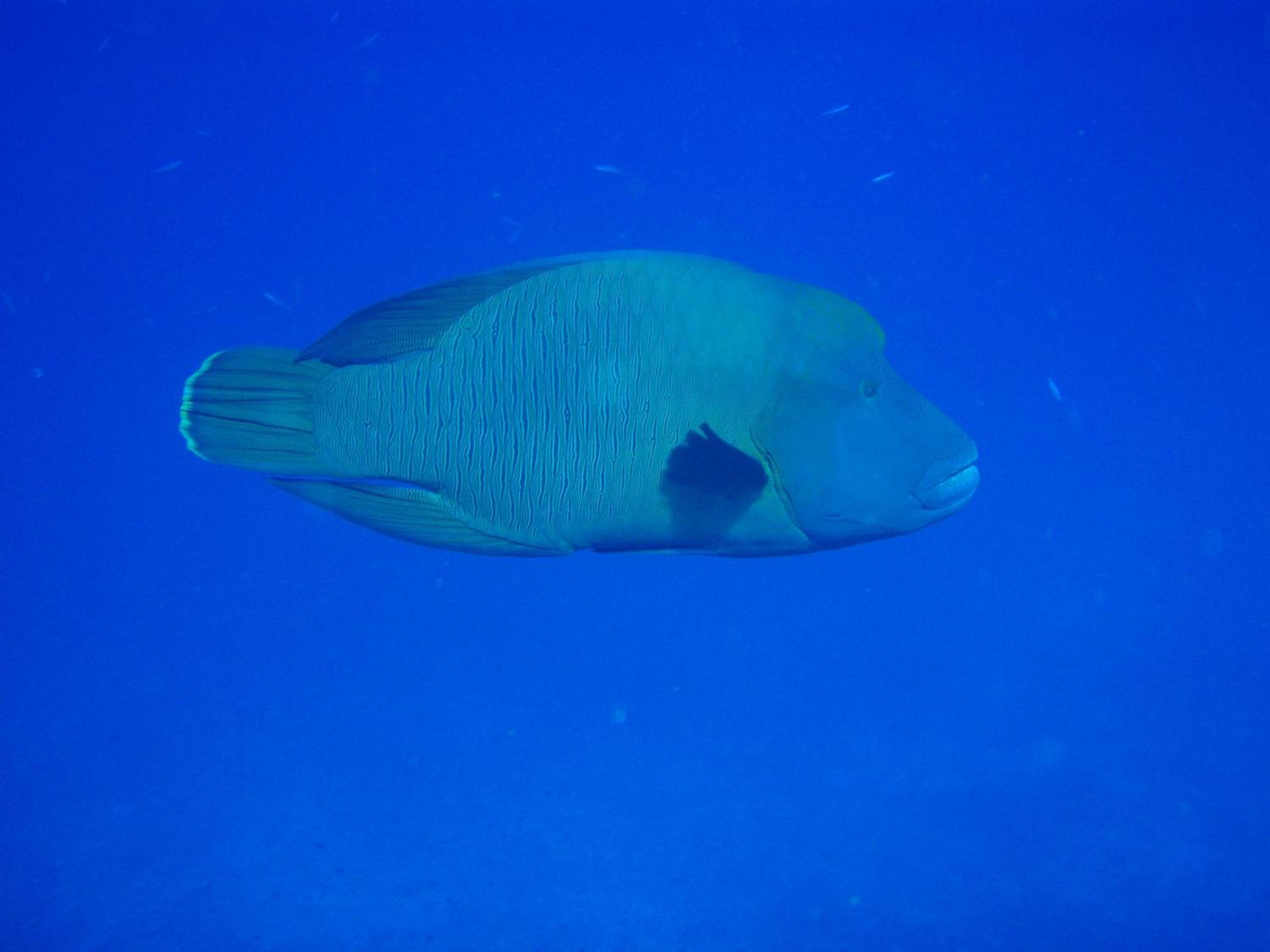 Shamar Guesthouse & Dive view 4