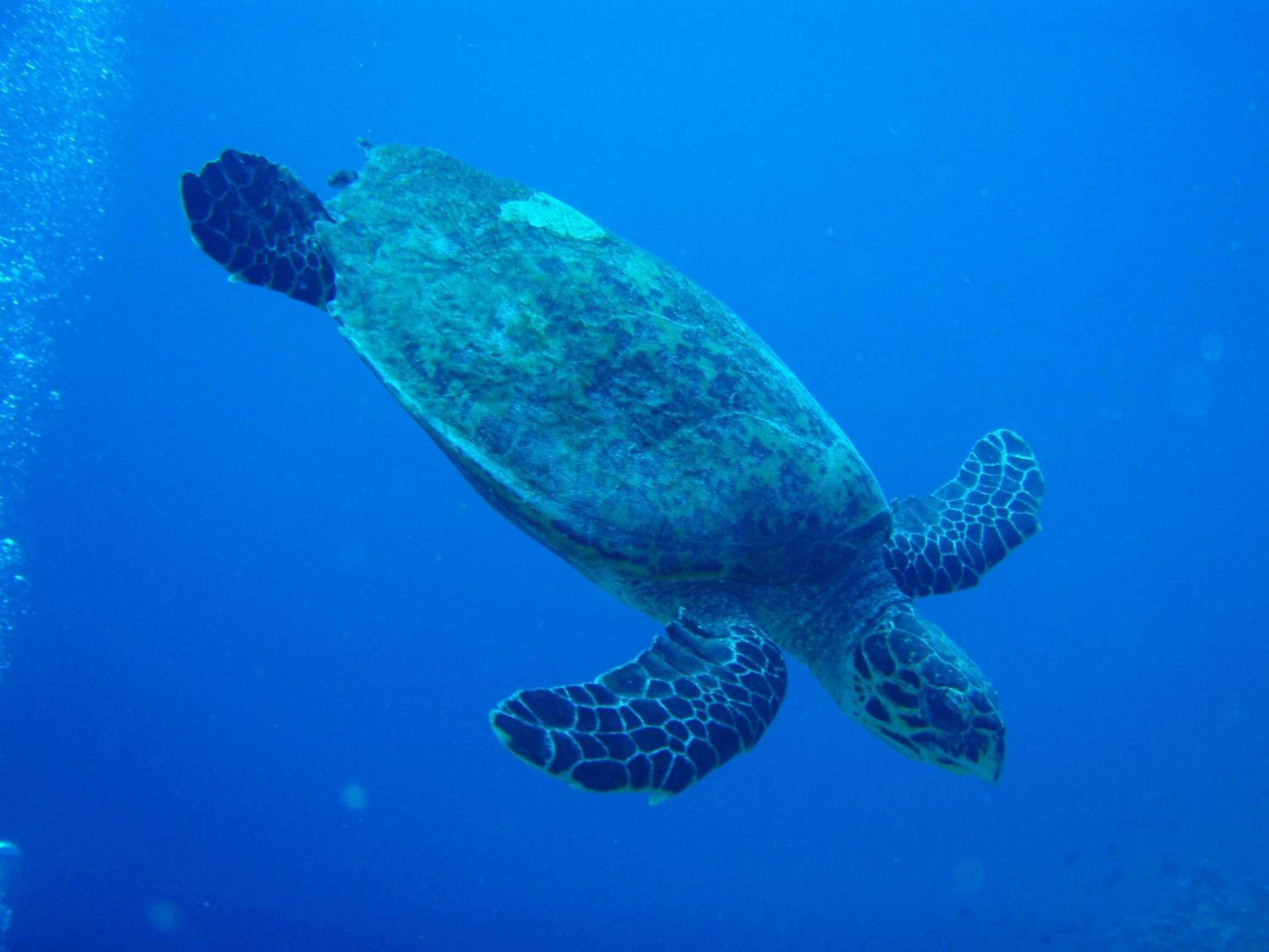 Shamar Guesthouse & Dive view 5