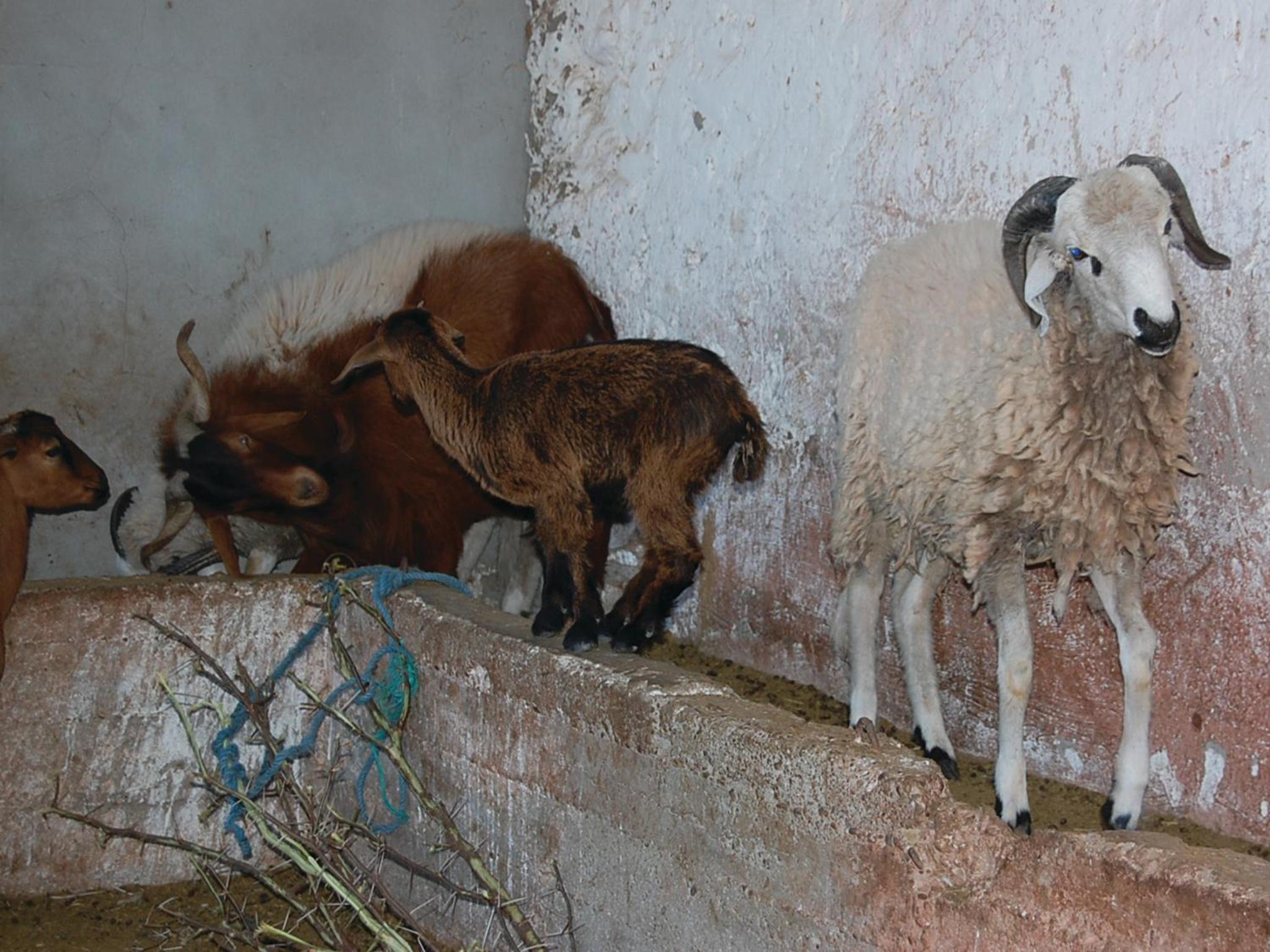 Gite Souss