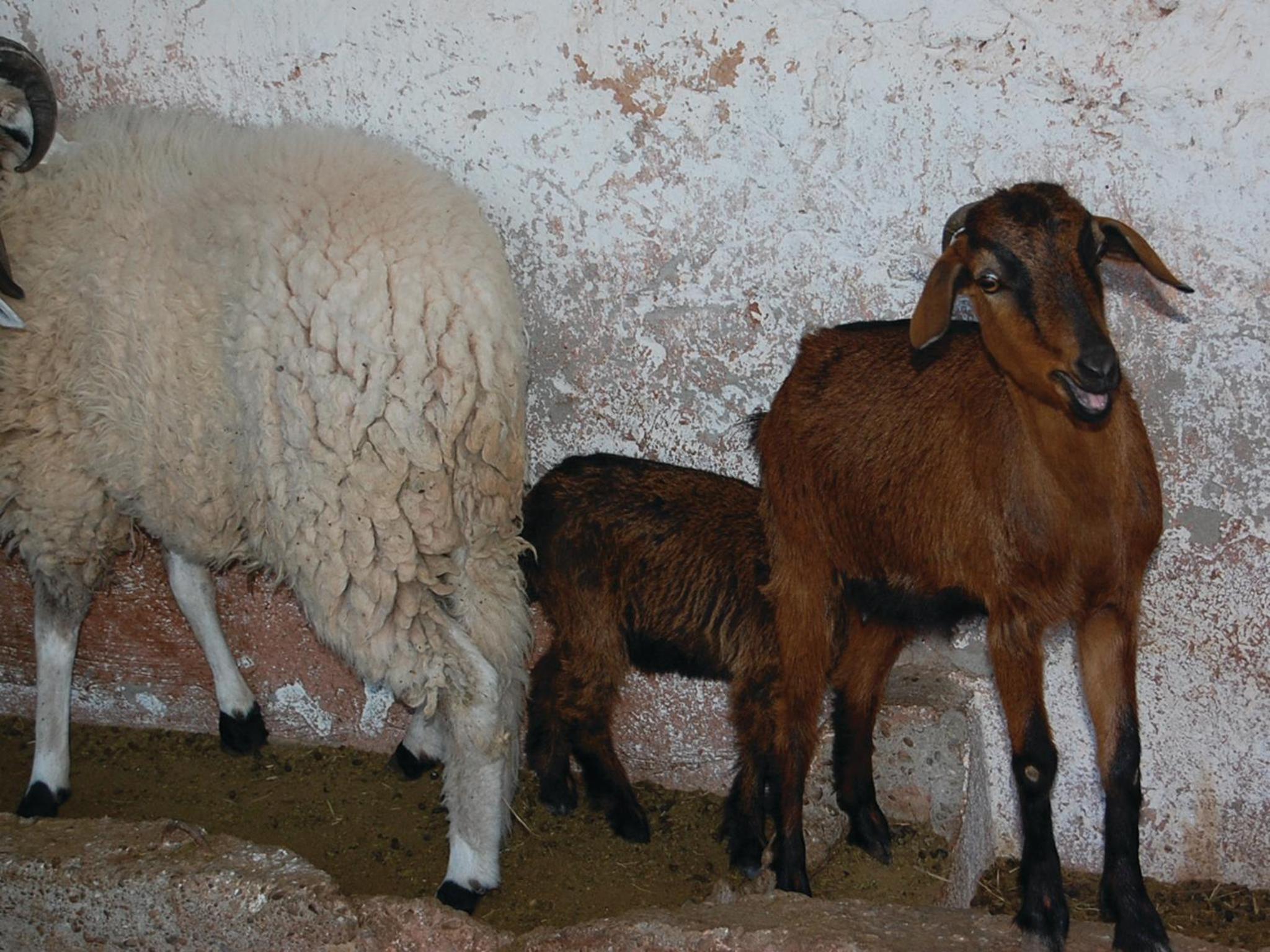 Gite Souss