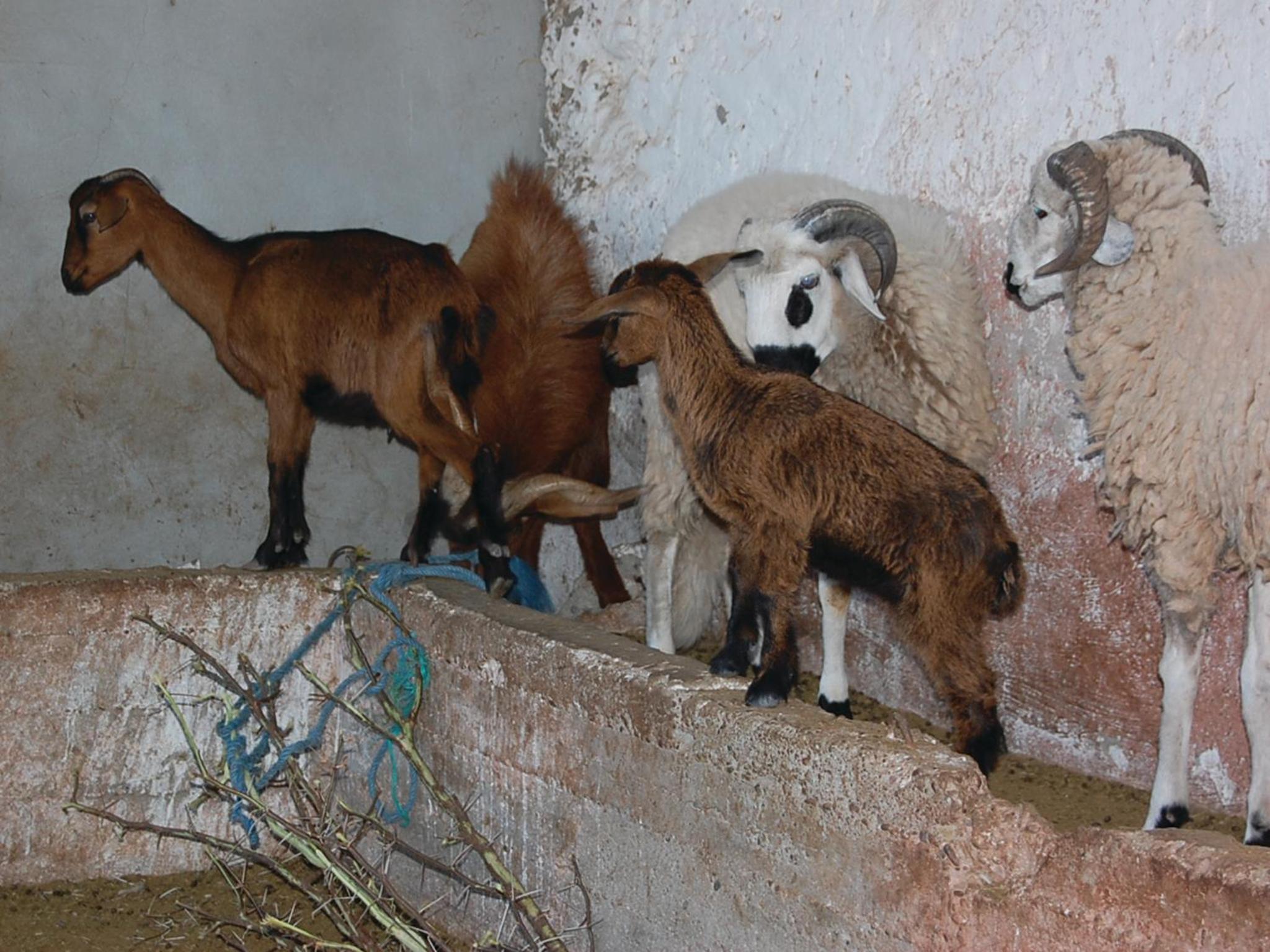 Gite Souss