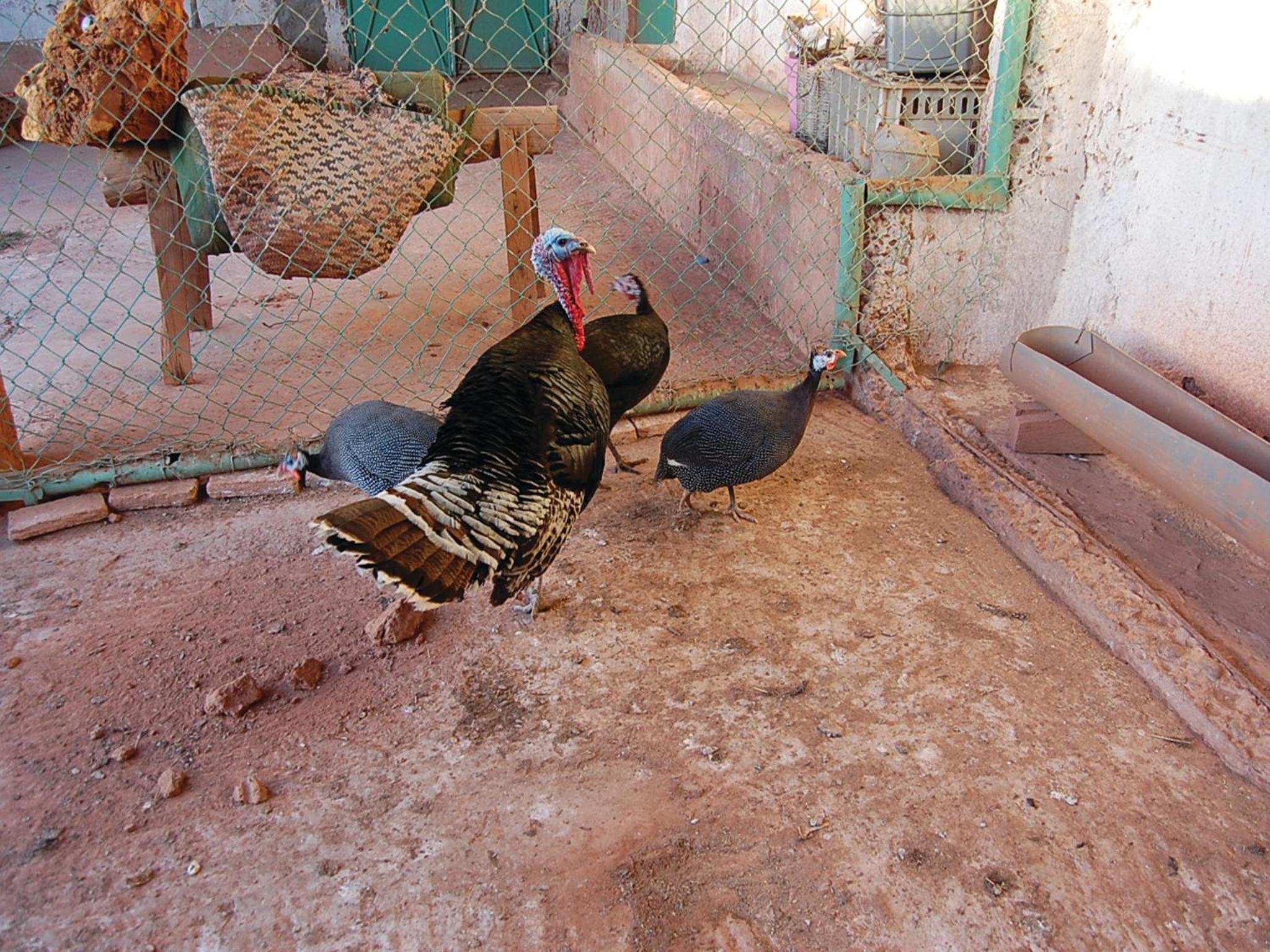 Gite Souss