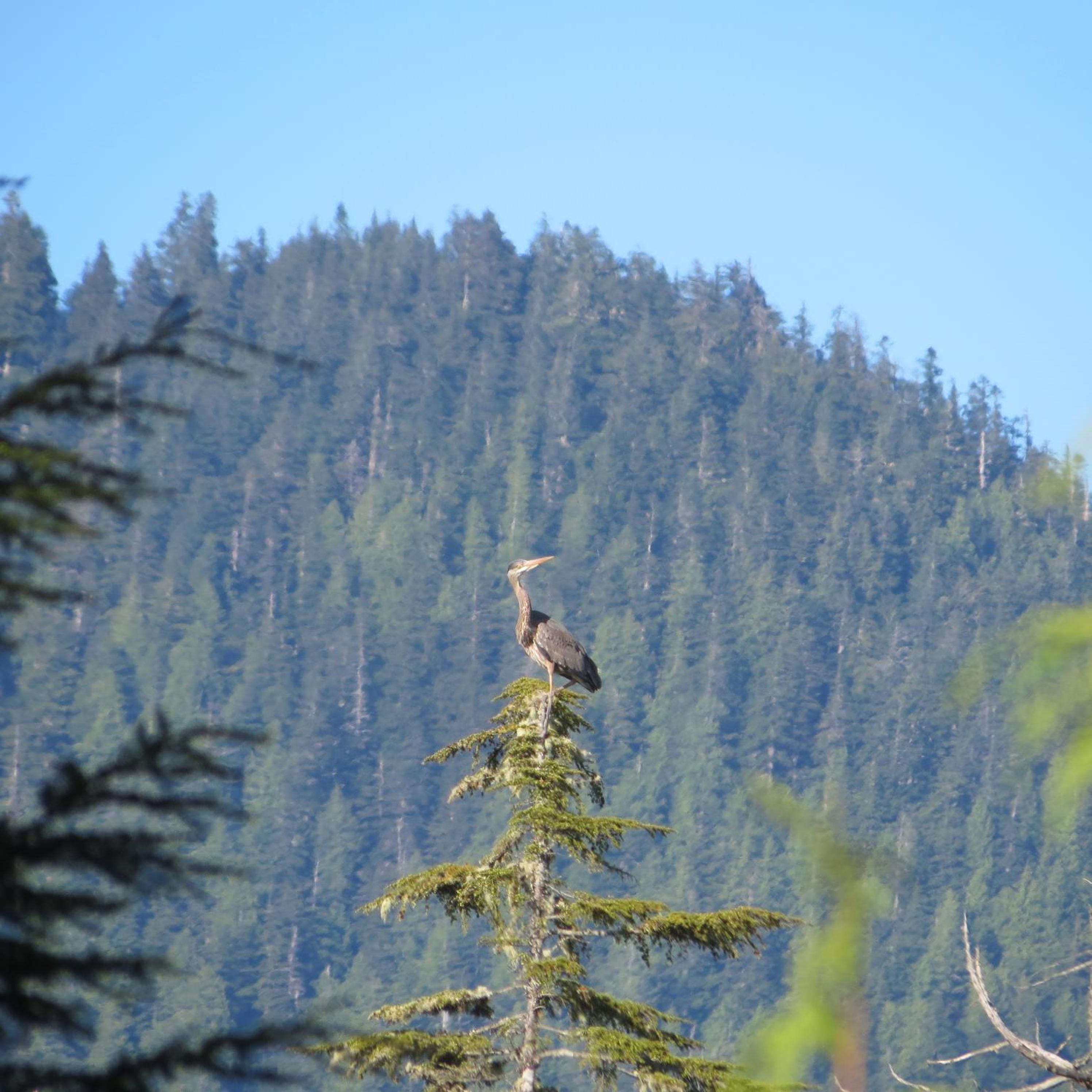 Tofino Vacations - Cobble Wood and Bird Sanctuary Guest Houses - Property Image 68