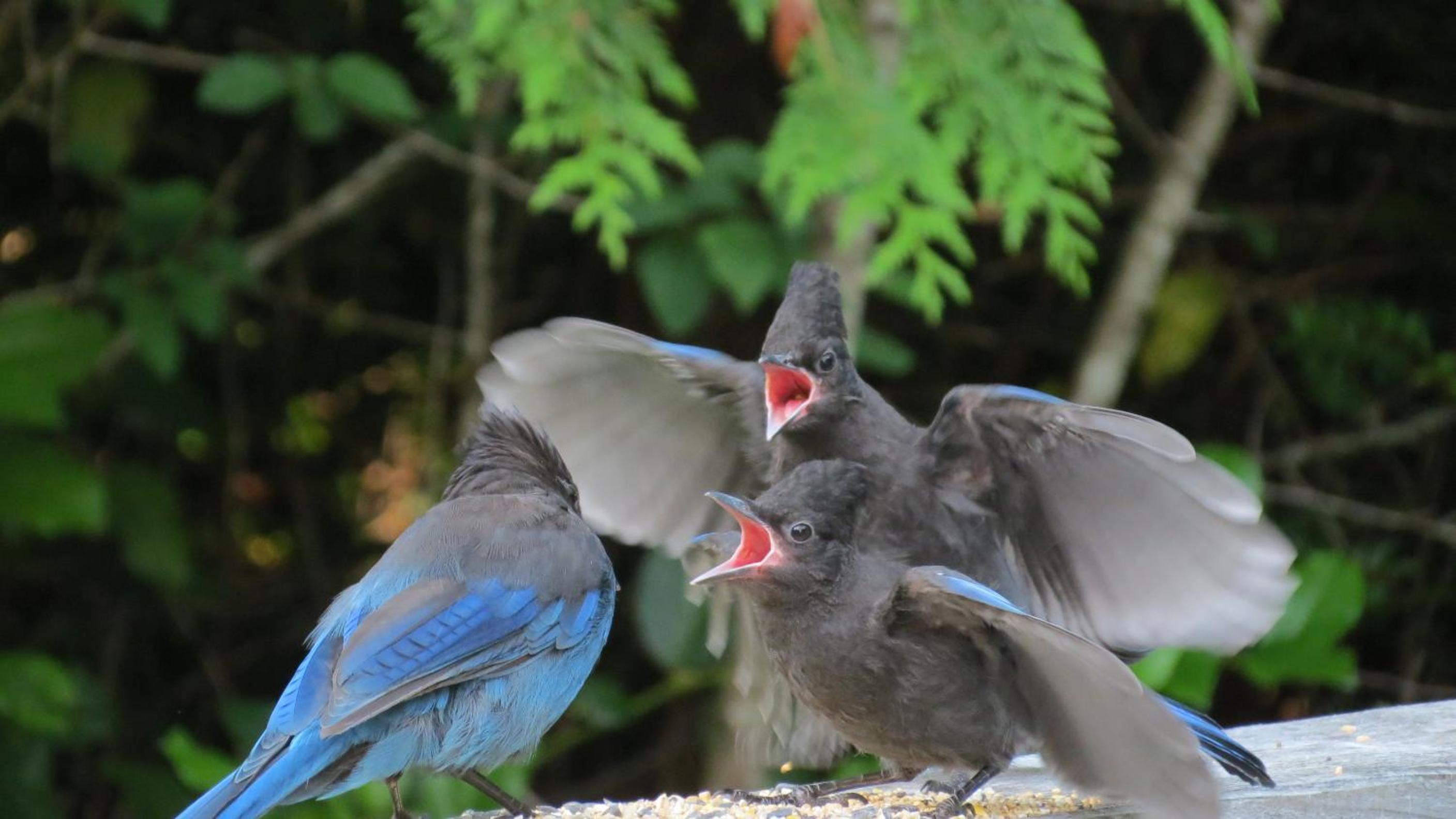 Tofino Vacations - Cobble Wood and Bird Sanctuary Guest Houses - Property Image 69