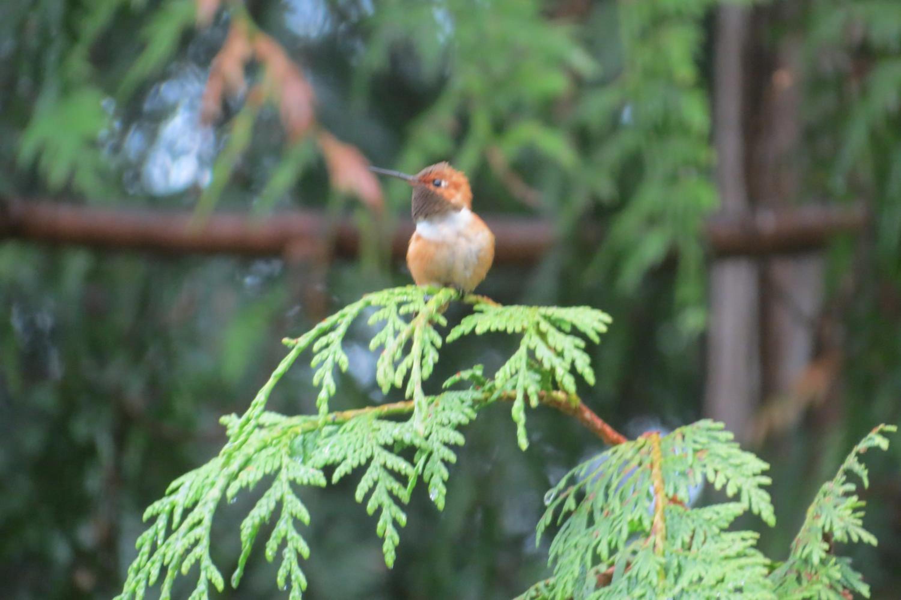 Tofino Vacations - Cobble Wood and Bird Sanctuary Guest Houses - Property Image 70