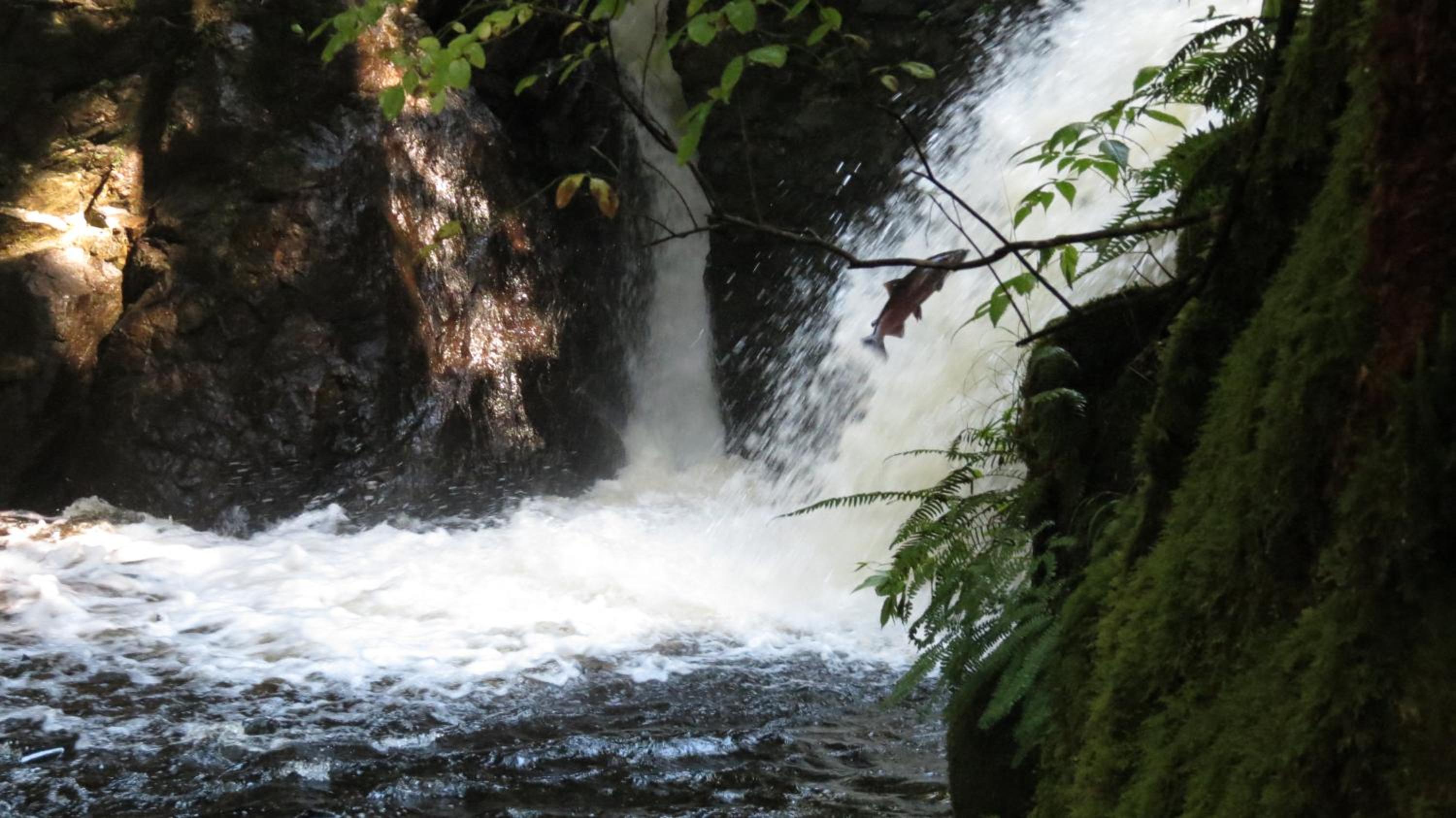 Tofino Vacations - Cobble Wood and Bird Sanctuary Guest Houses - Property Image 71