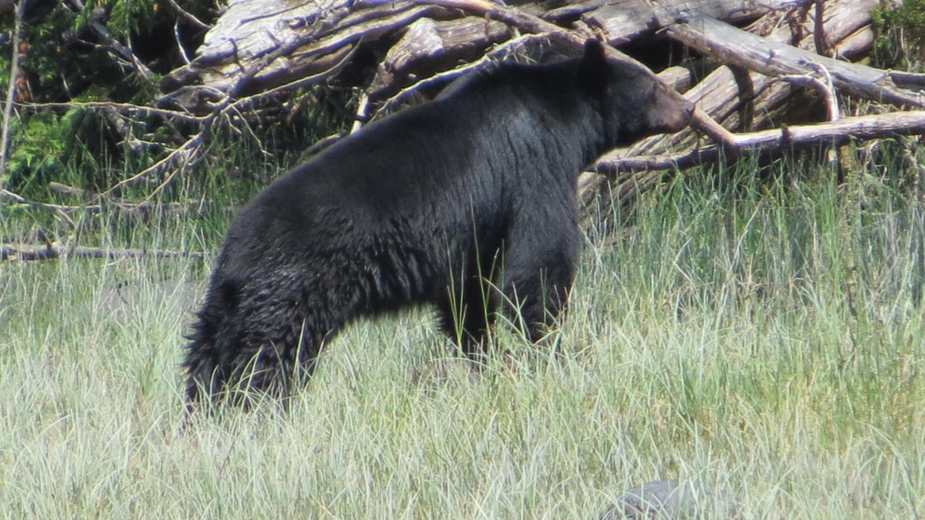 Tofino Vacations - Cobble Wood and Bird Sanctuary Guest Houses - Property Image 72