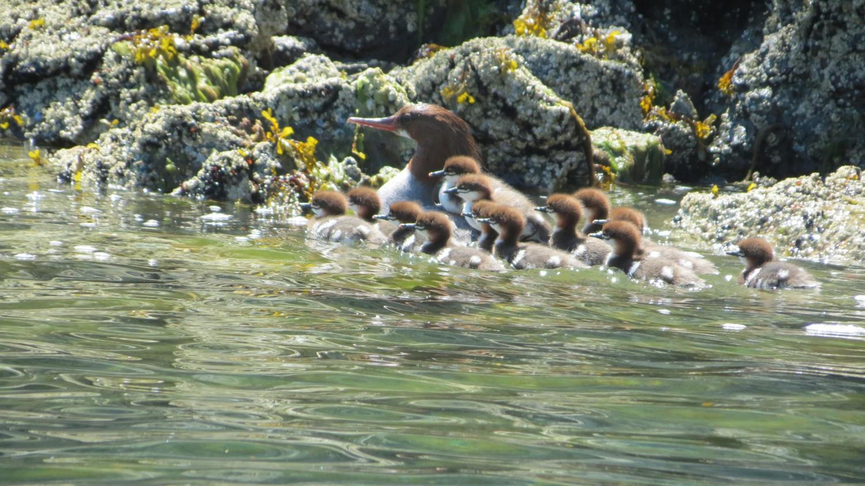 Tofino Vacations - Cobble Wood and Bird Sanctuary Guest Houses - Property Image 73