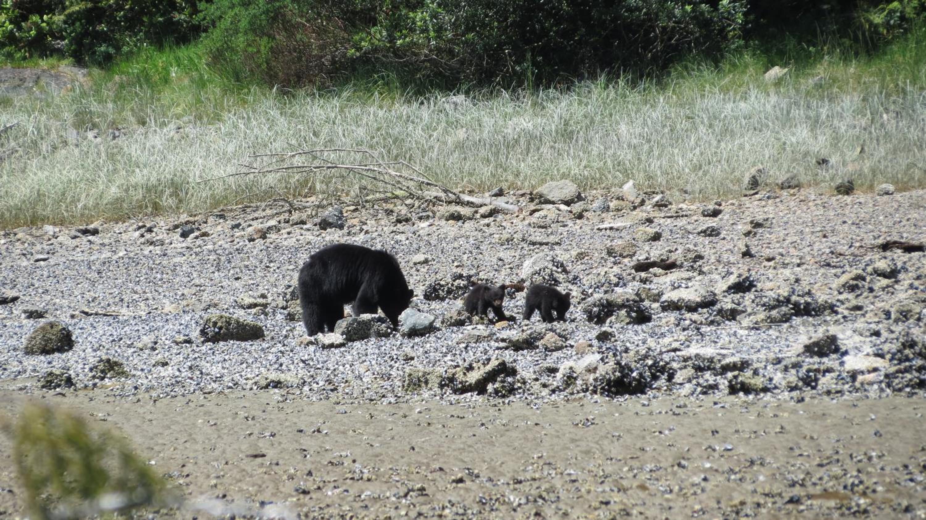 Tofino Vacations - Cobble Wood and Bird Sanctuary Guest Houses - Property Image 74