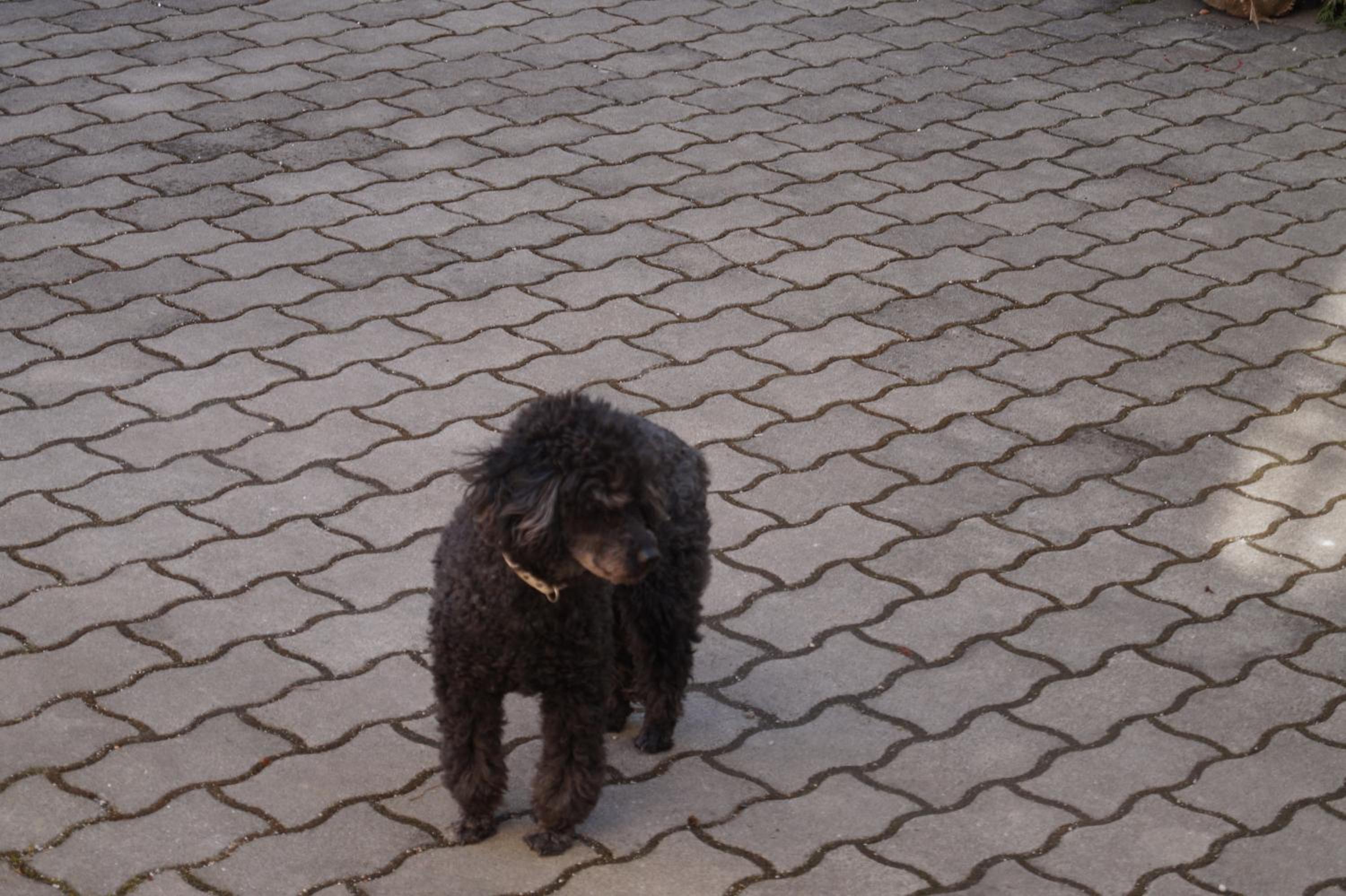 Photo 45