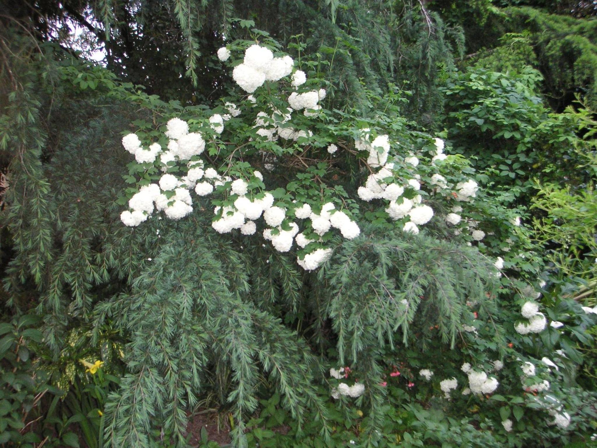 Photo 42
